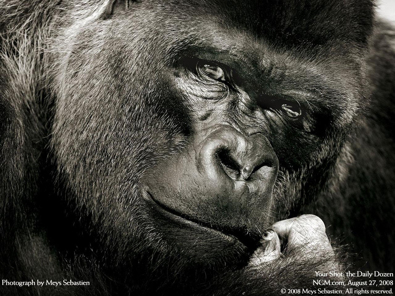 1280x960 Silverback Gorilla Wallpaper Picture on Animal Picture Society, Desktop