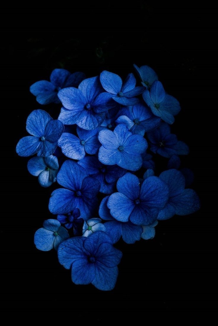 740x1100 Blue Aesthetic & Inspiration Board. Amazing flowers, Hydrangea colors, Flower wallpaper, Phone