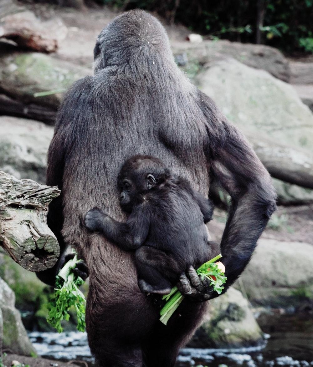 1000x1180 Gorilla Picture. Download Free Image, Phone