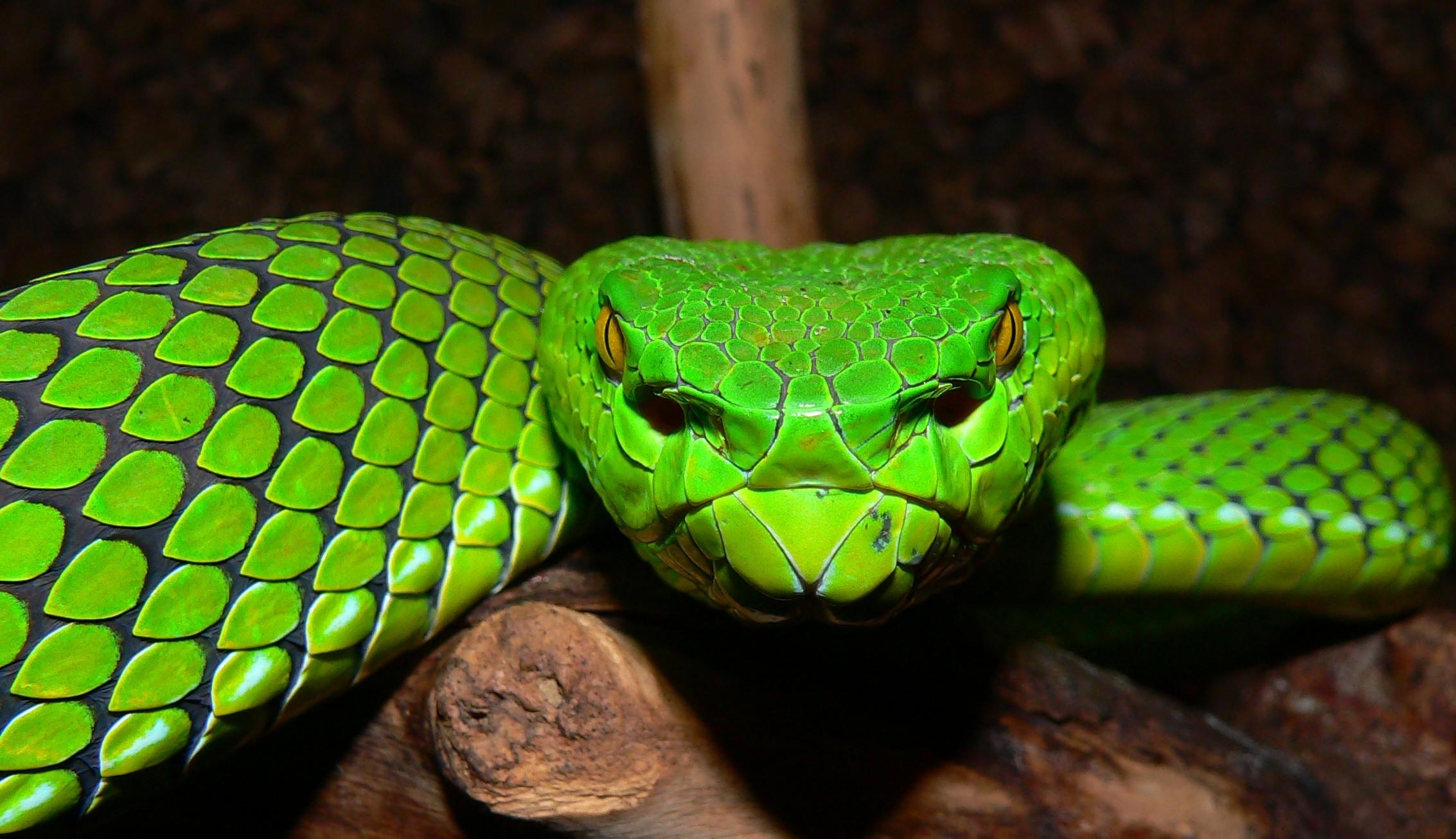 2270x1310 Pit Viper, Desktop