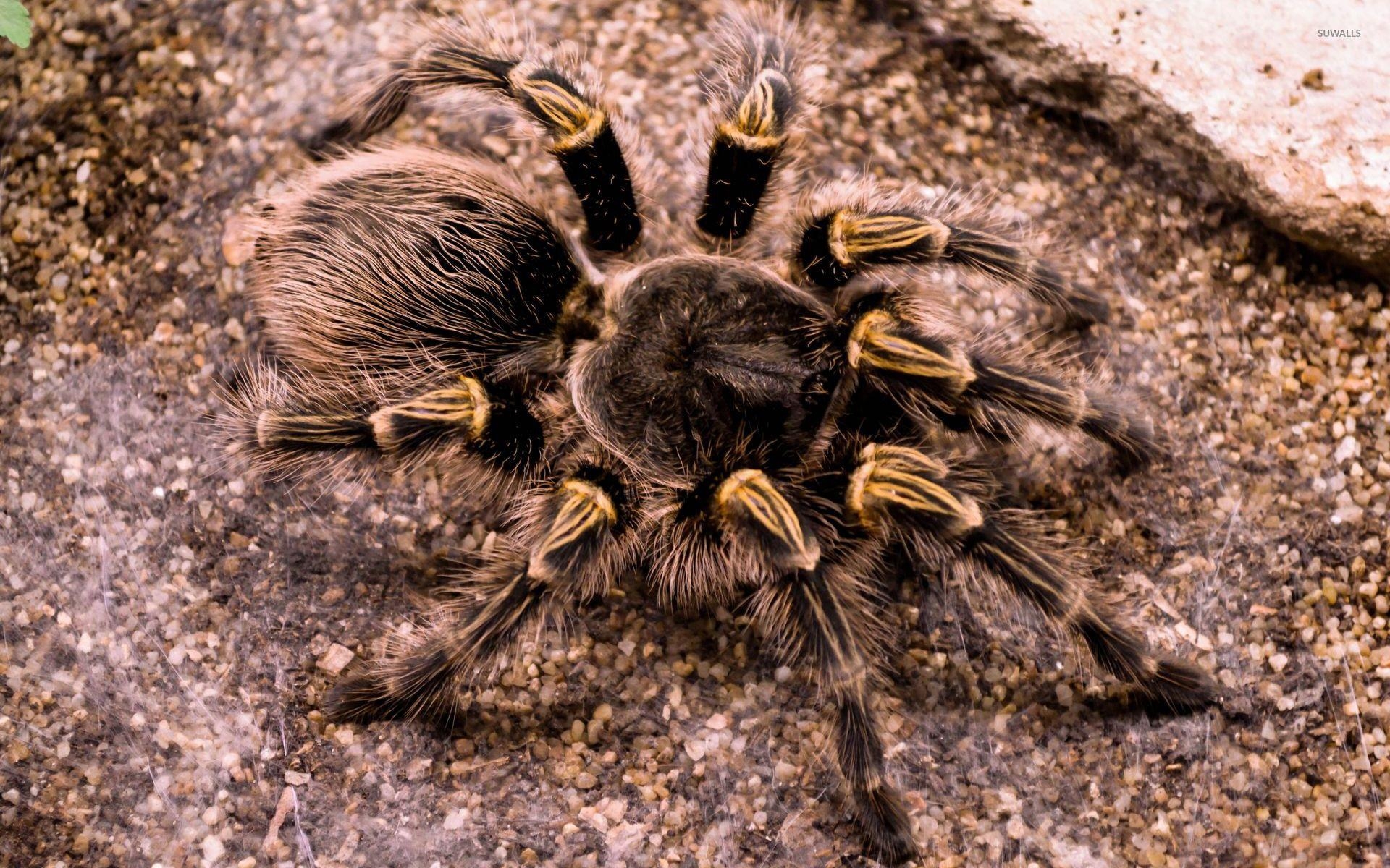 1920x1200 Tarantula wallpaper wallpaper, Desktop