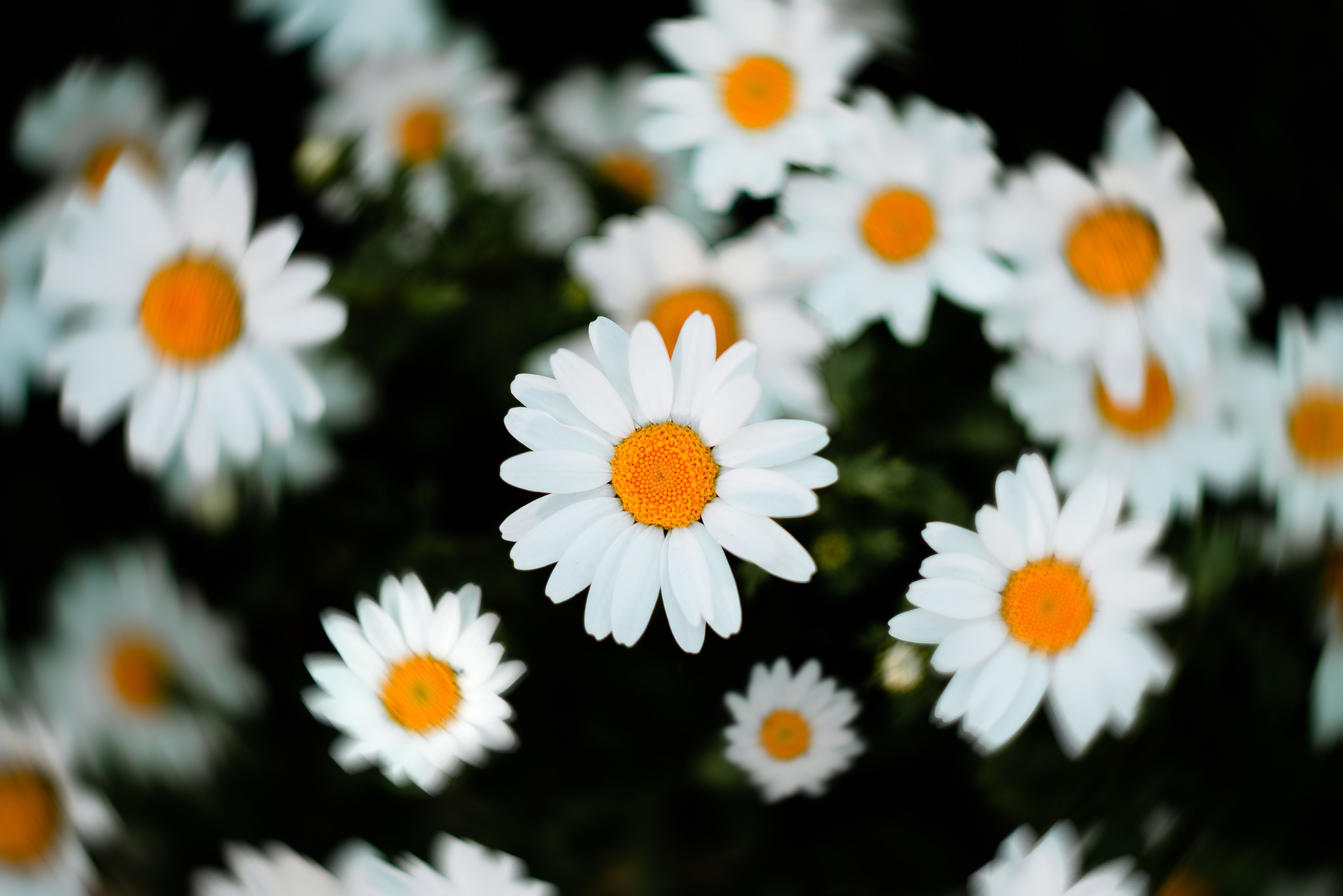 5170x3450 Daisy 4K wallpaper for your desktop or mobile screen free and easy to download, Desktop