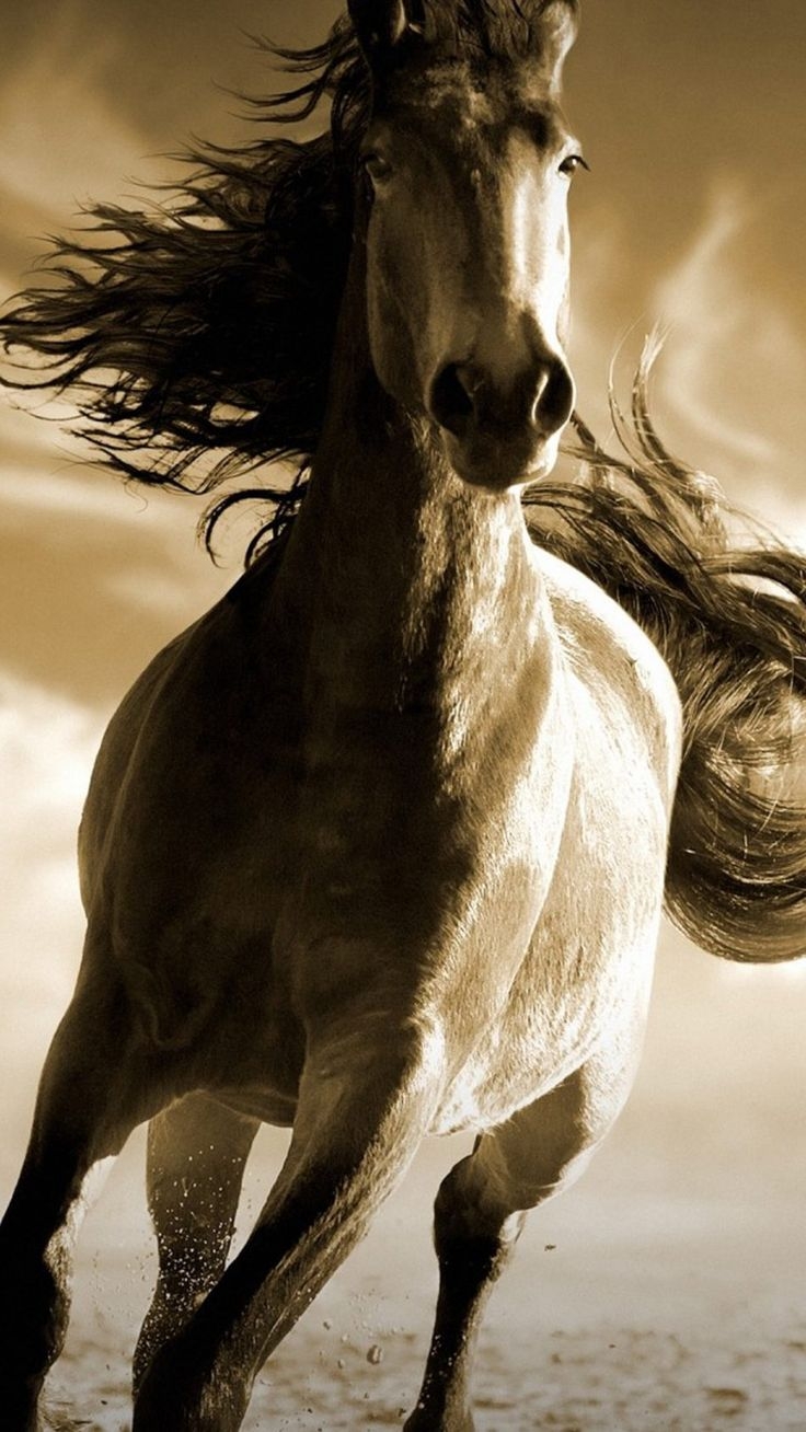 740x1310 Running Horse 4K Ultra HD Mobile Wallpaper. Horse wallpaper, Running horses, Horses, Phone