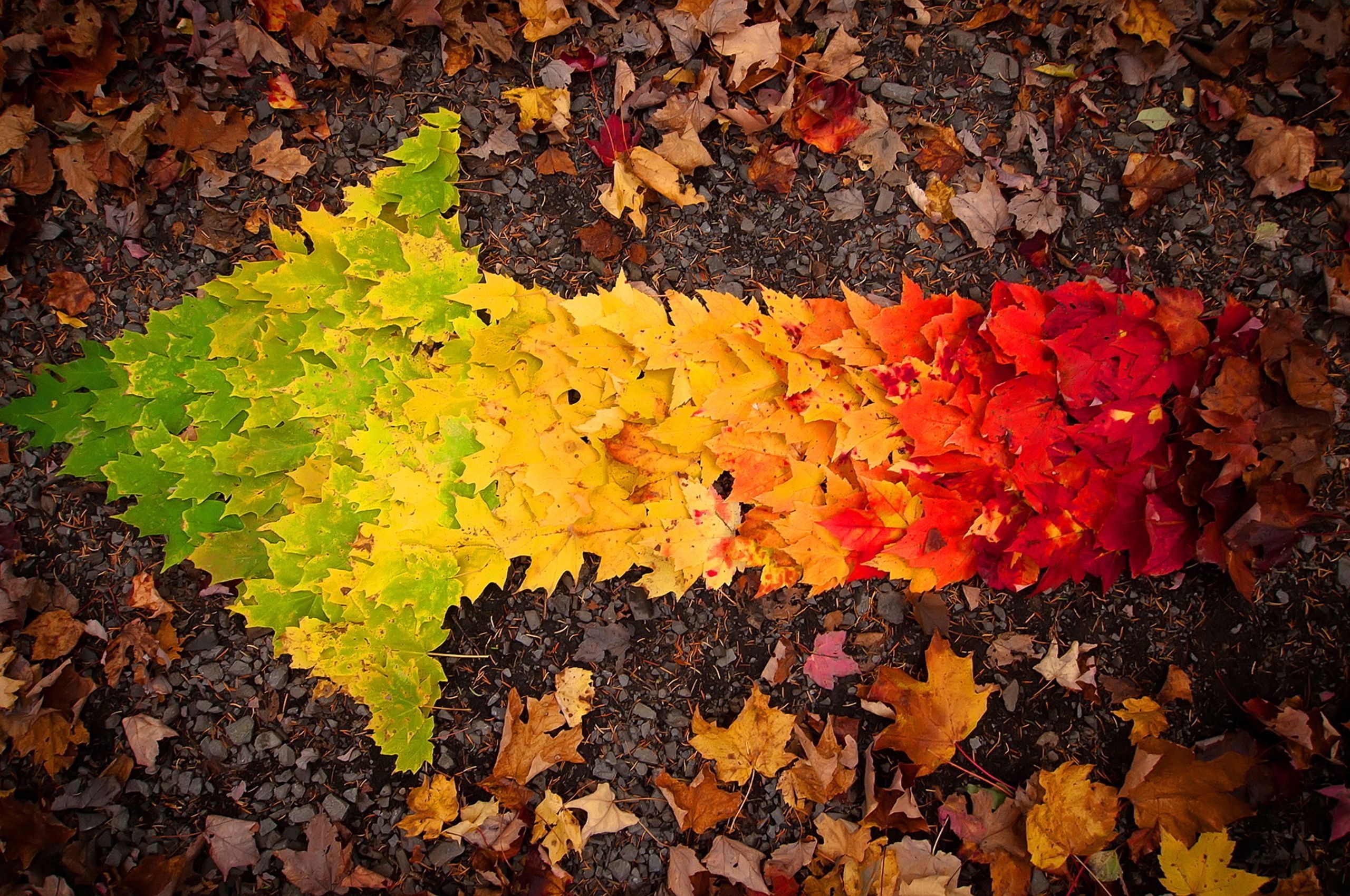 2560x1700 Autumn Leaves arrow Chromebook Pixel HD 4k Wallpaper, Image, Background, Photo and Picture, Desktop