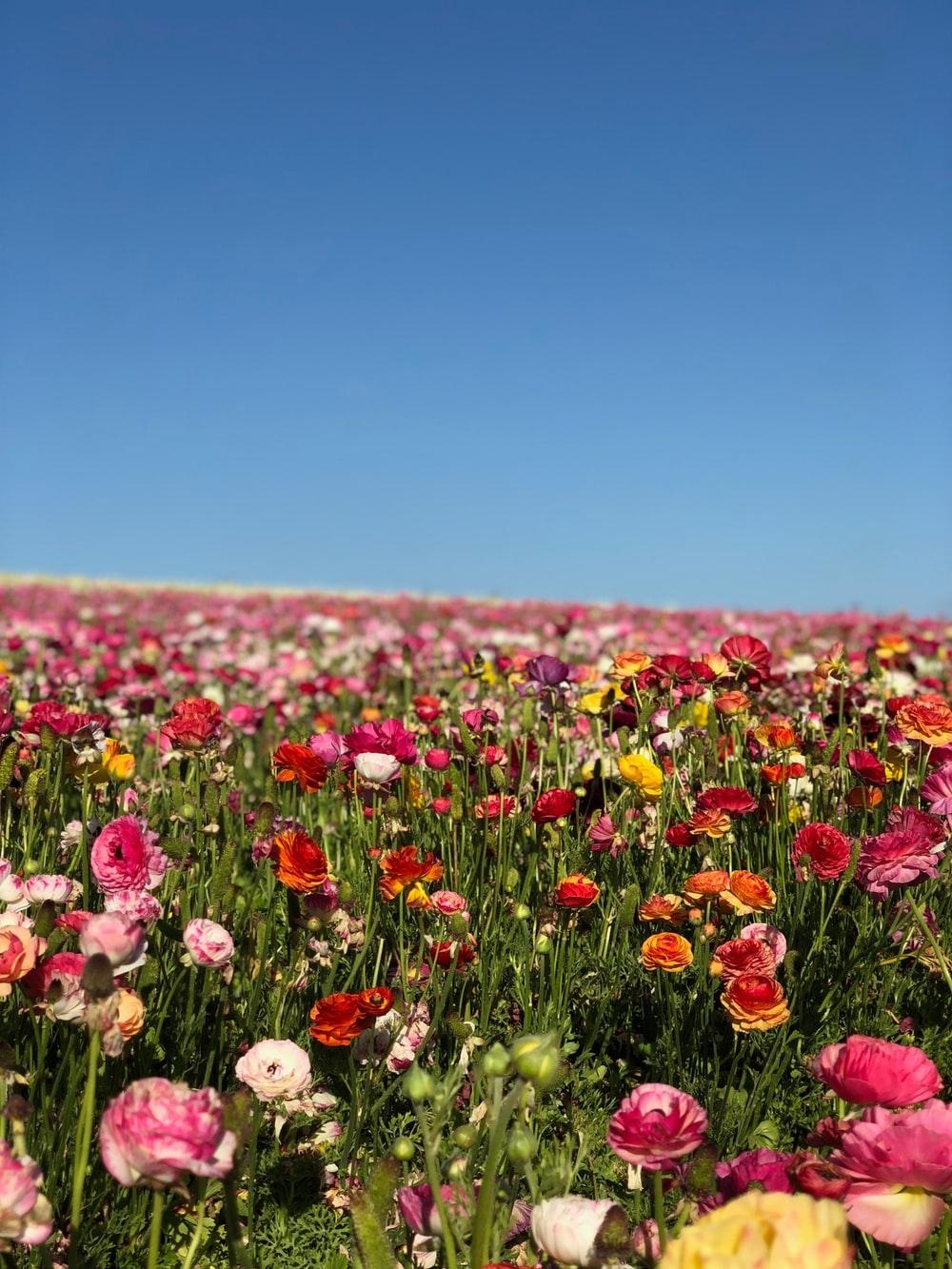 1000x1340 Flower Field Picture [HD]. Download Free Image, Phone