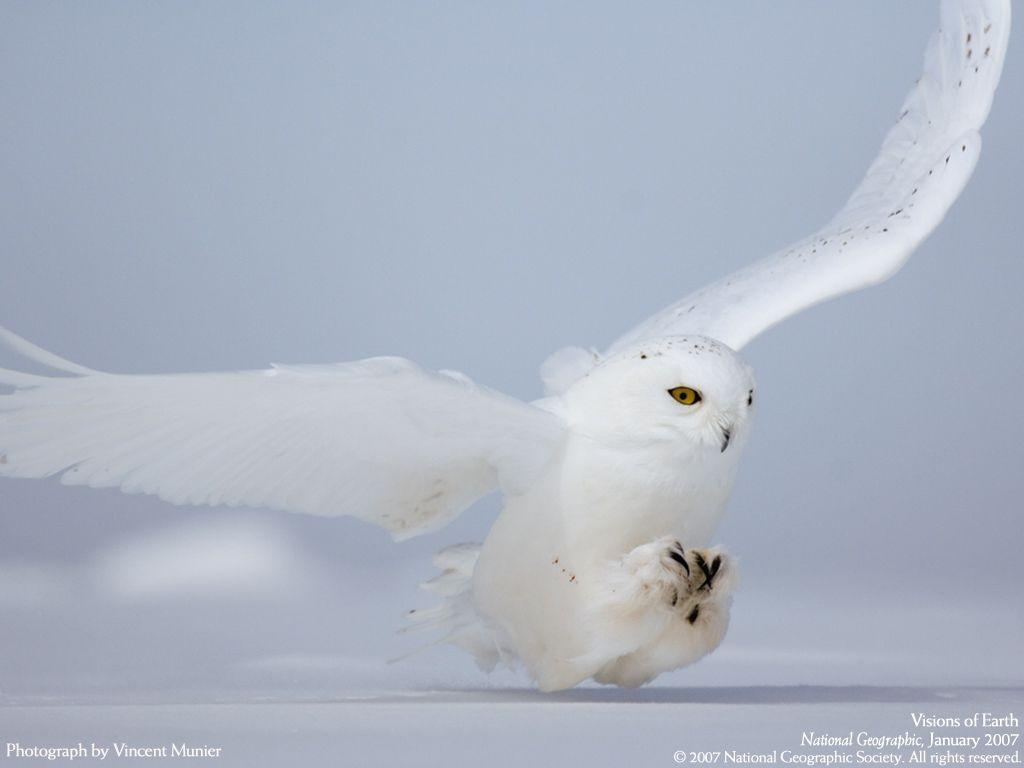 1030x770 White Owl HD Wallpaper Wallpaper Inn, Desktop