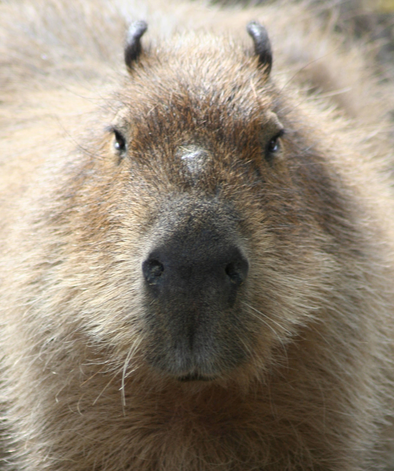 1610x1920 Capybara Wallpaper, Phone