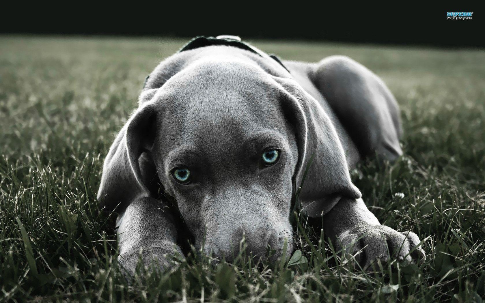 1680x1050 Weimaraner wallpaper wallpaper - #, Desktop