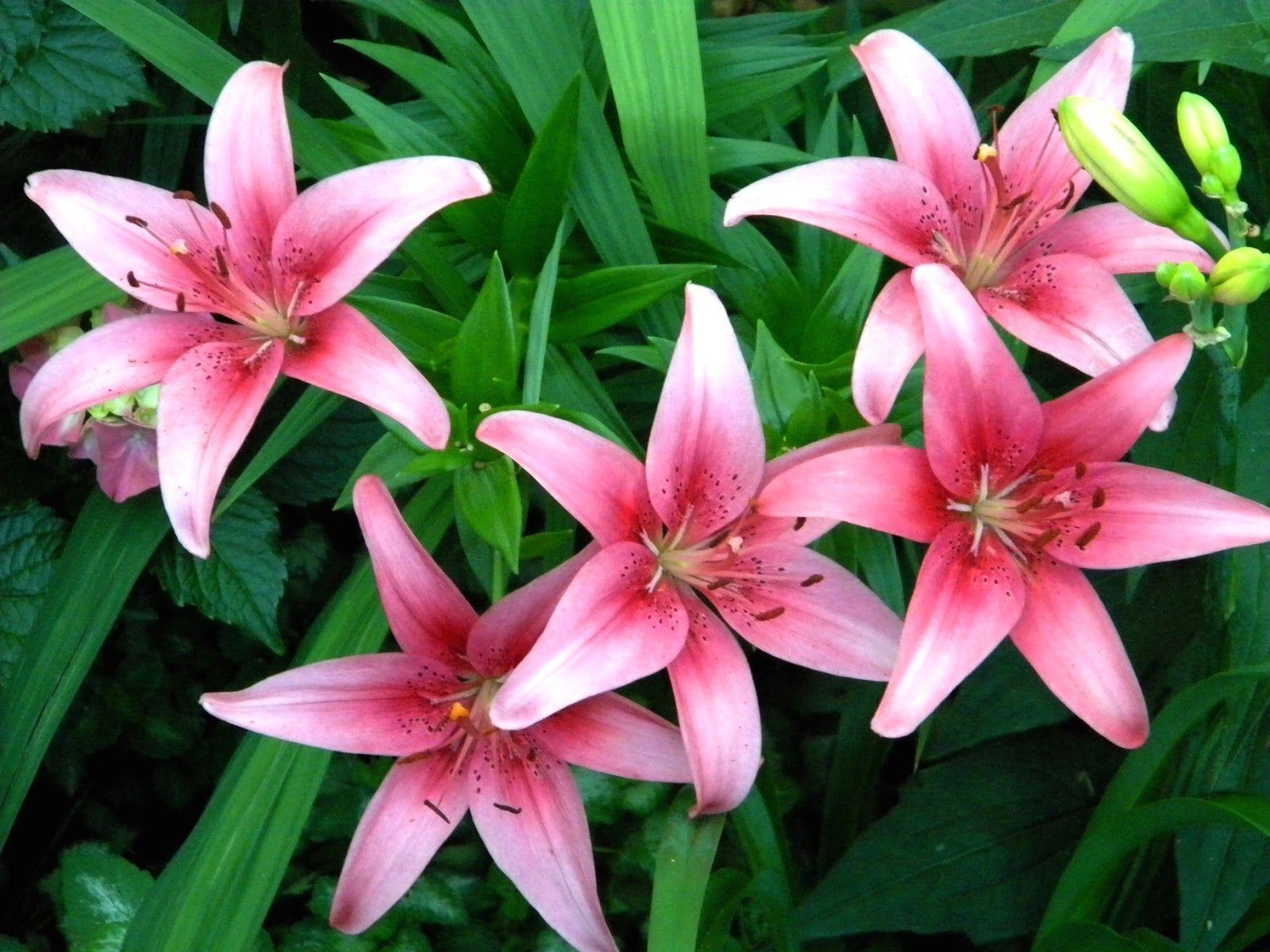 1600x1200 Clipart Design Stock: Lilium &;Stargazer&; (the Stargazer lily), Desktop