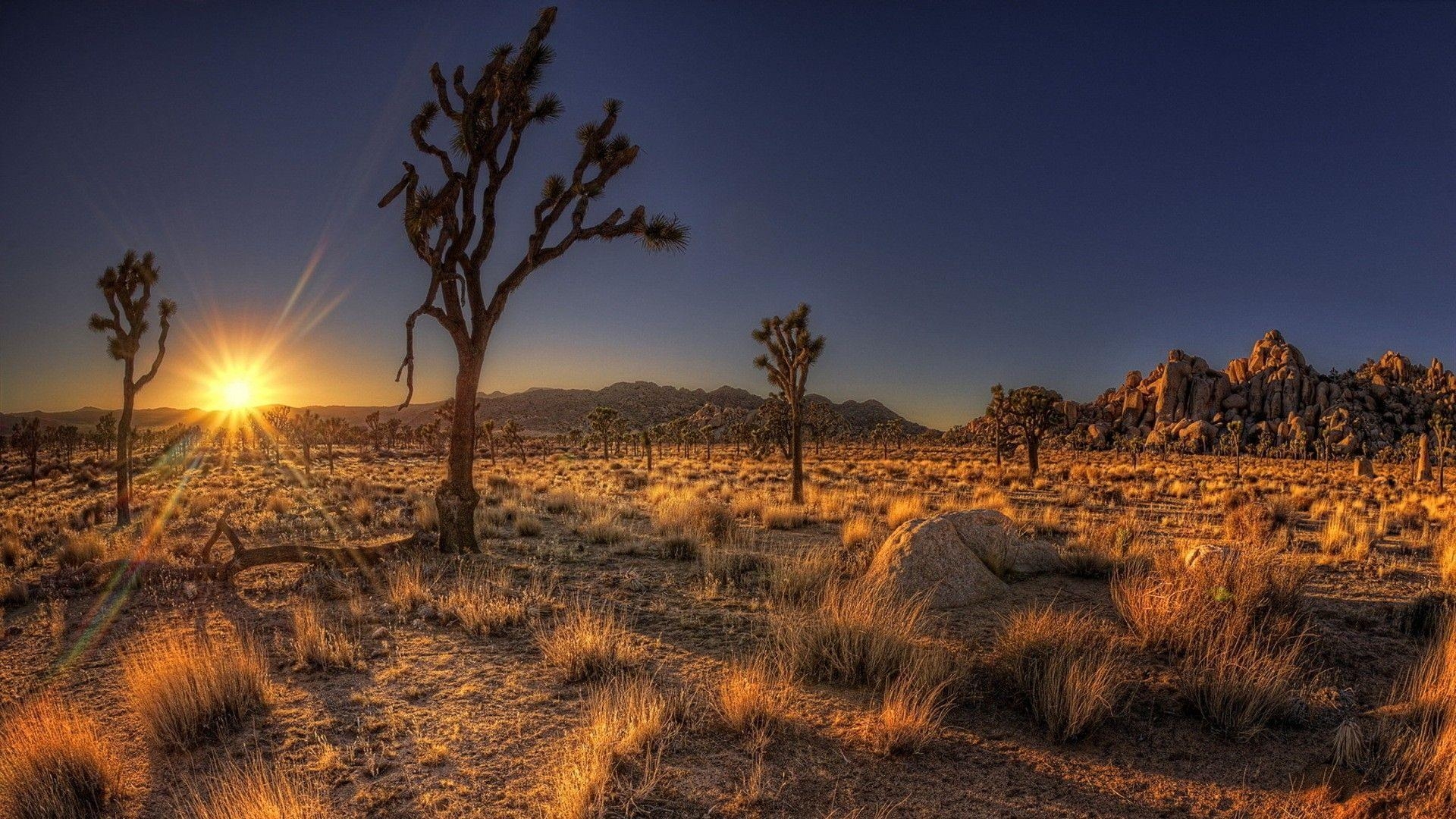 1920x1080 Desert Shadows Fantastic Desrt Sunrise Cactus Nevada Wallpaper, Desktop