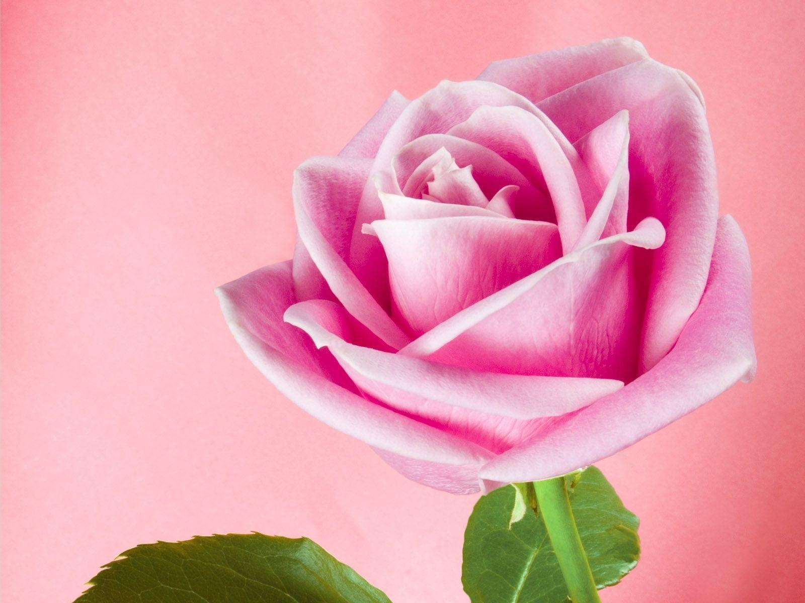 1600x1200 Pink Rose, Desktop