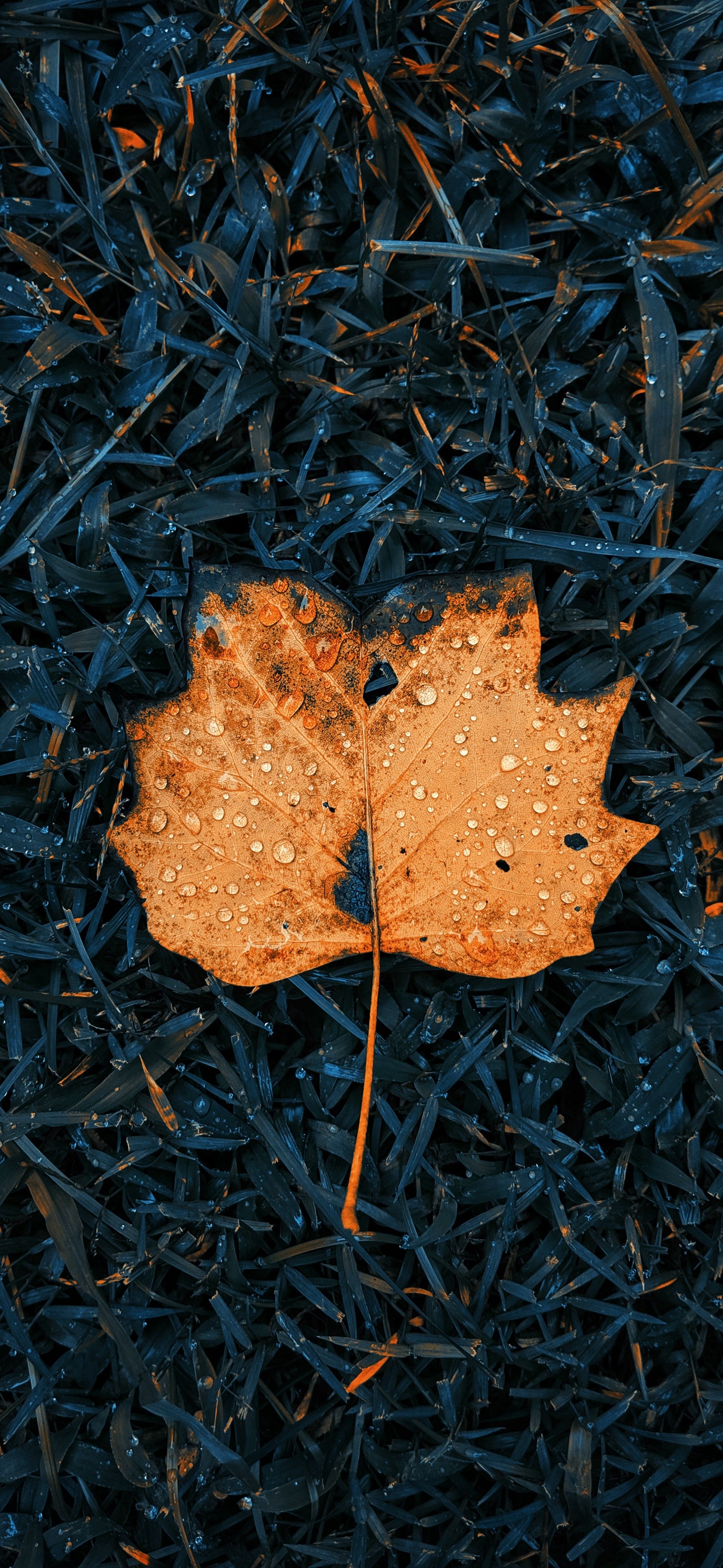 1820x3940 Fall colored autumn leaves wallpaper for iPhone, Phone