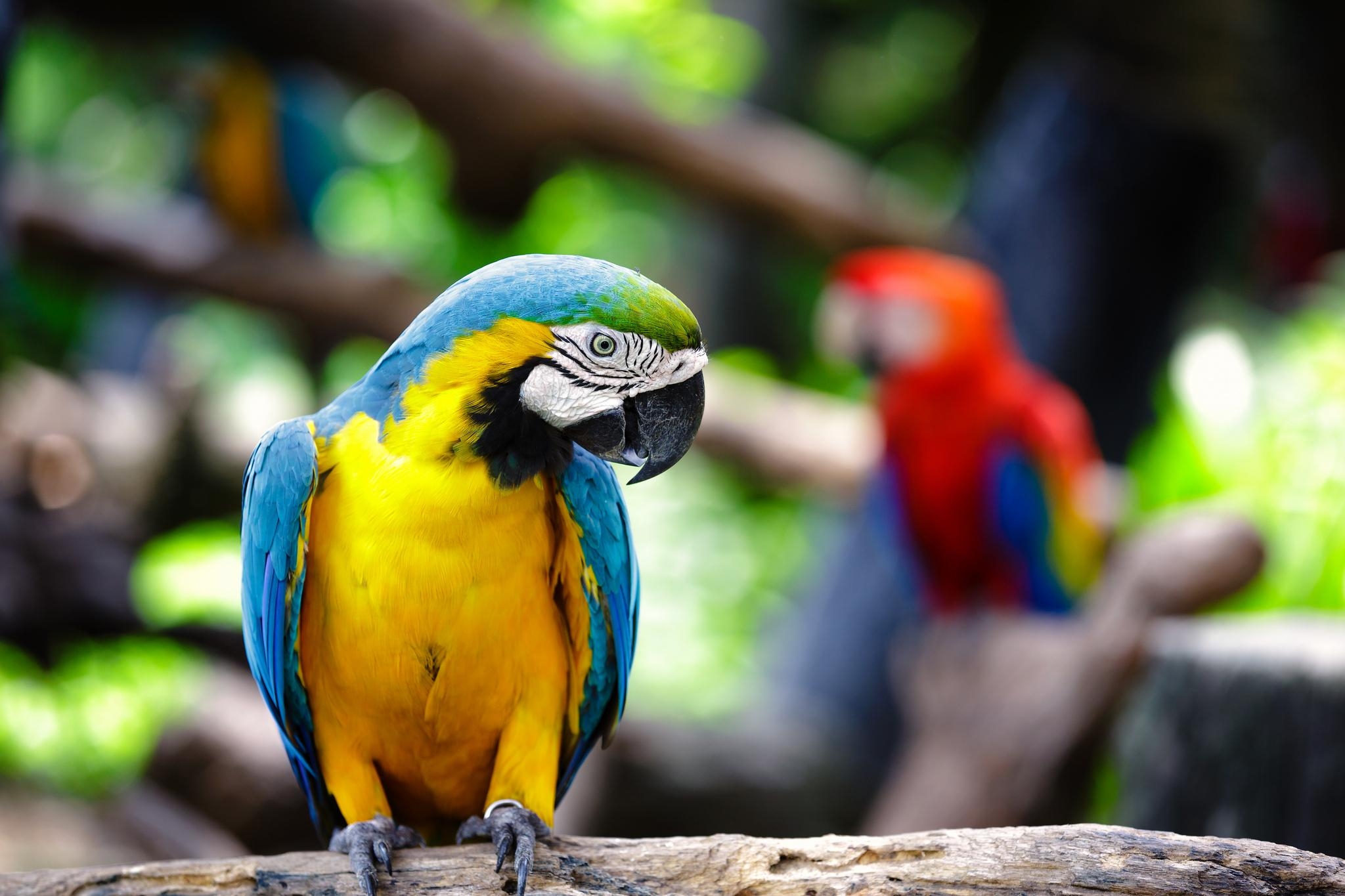 2050x1370 Blue And Yellow Macaw HD Wallpaper. Background Imagex1365, Desktop