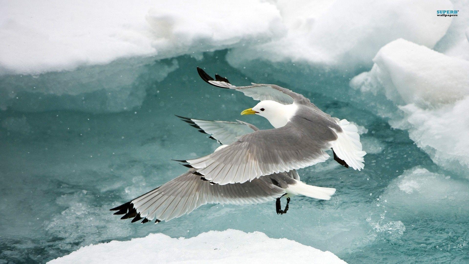 1920x1080 Black Legged Kittiwakes 9139, Desktop