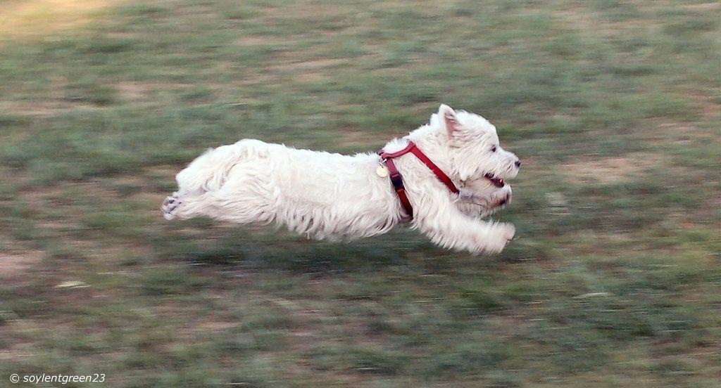 1030x560 Dog Breeds Highland White Terrier, Desktop