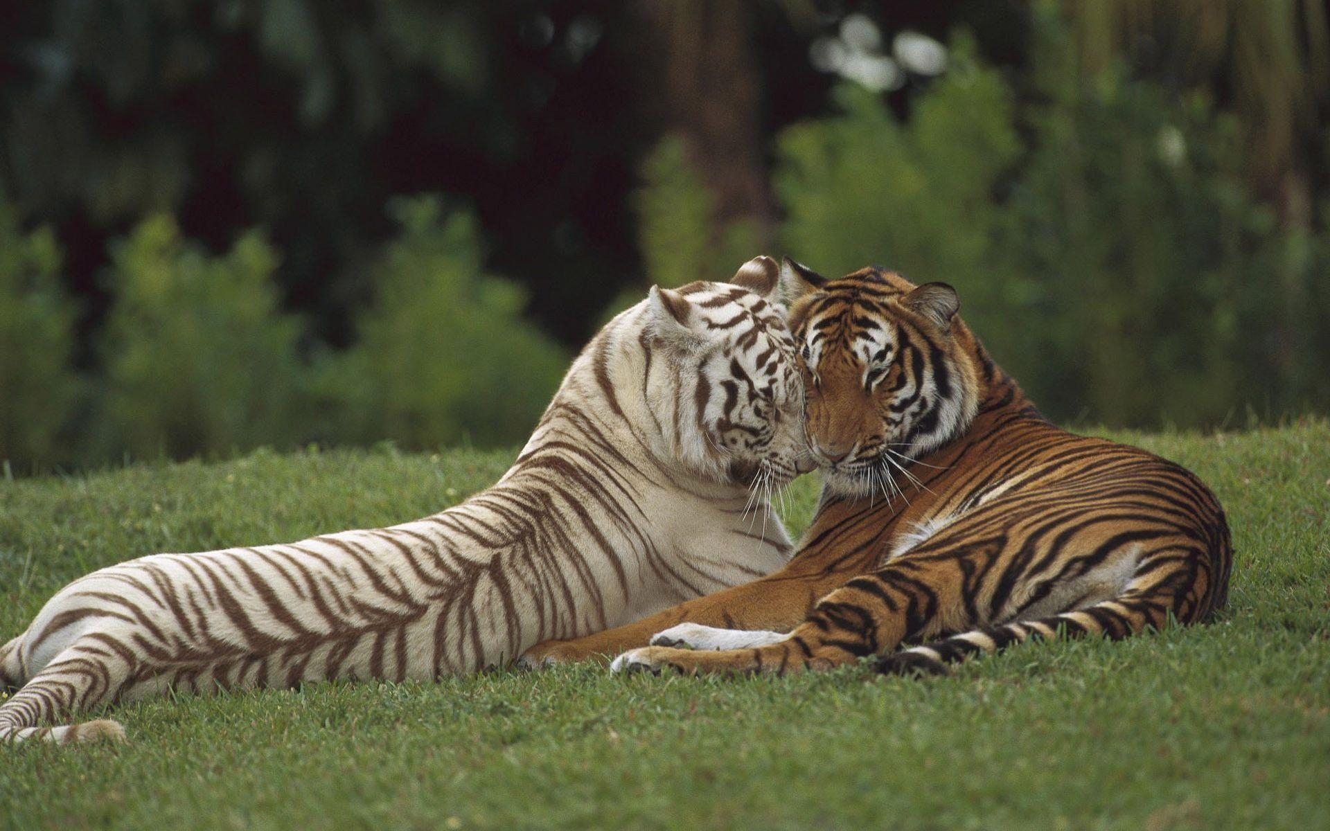 1920x1200 White Tiger And A Tiger, Desktop