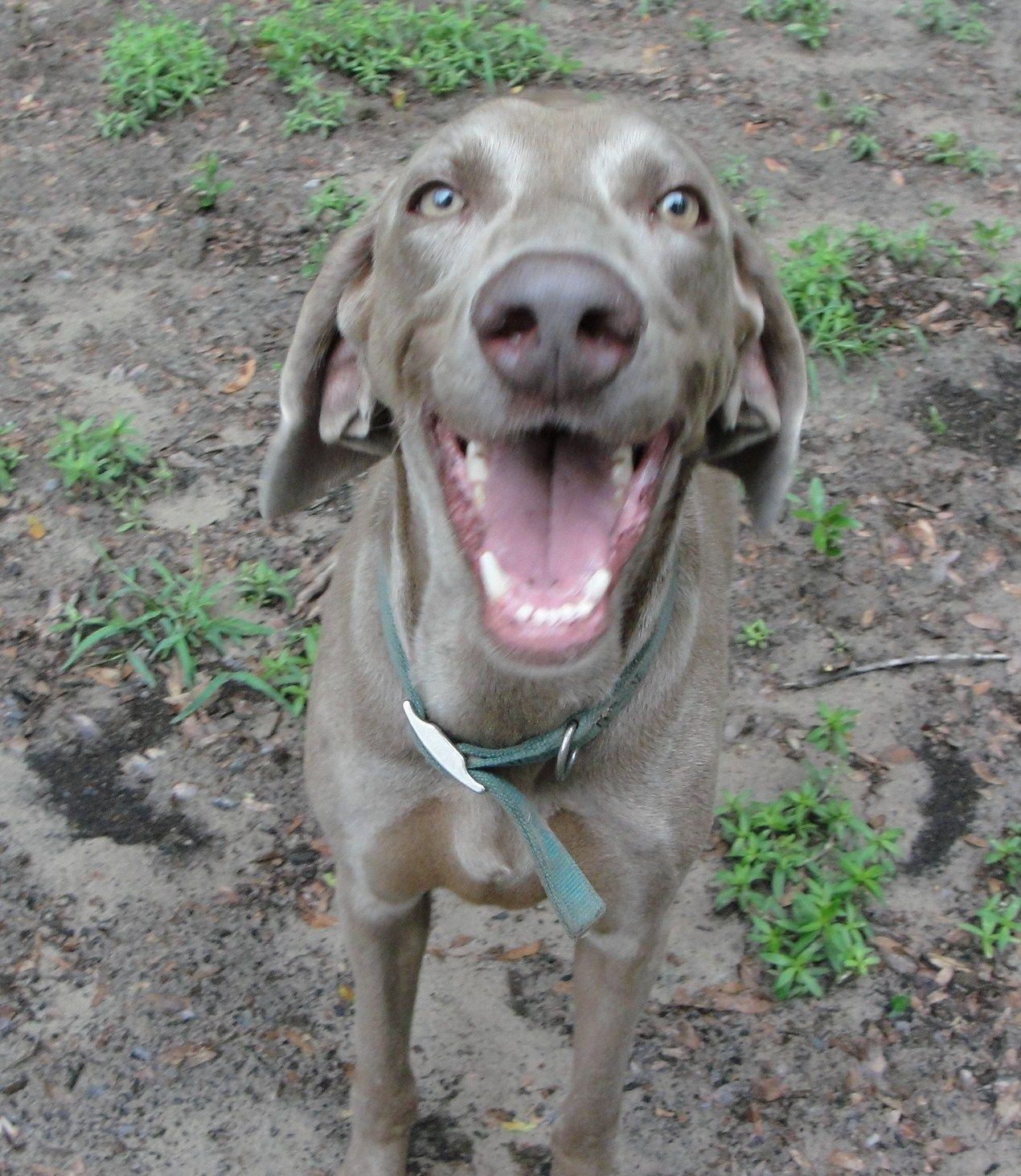 1270x1470 Funny Weimaraner Dog, Phone