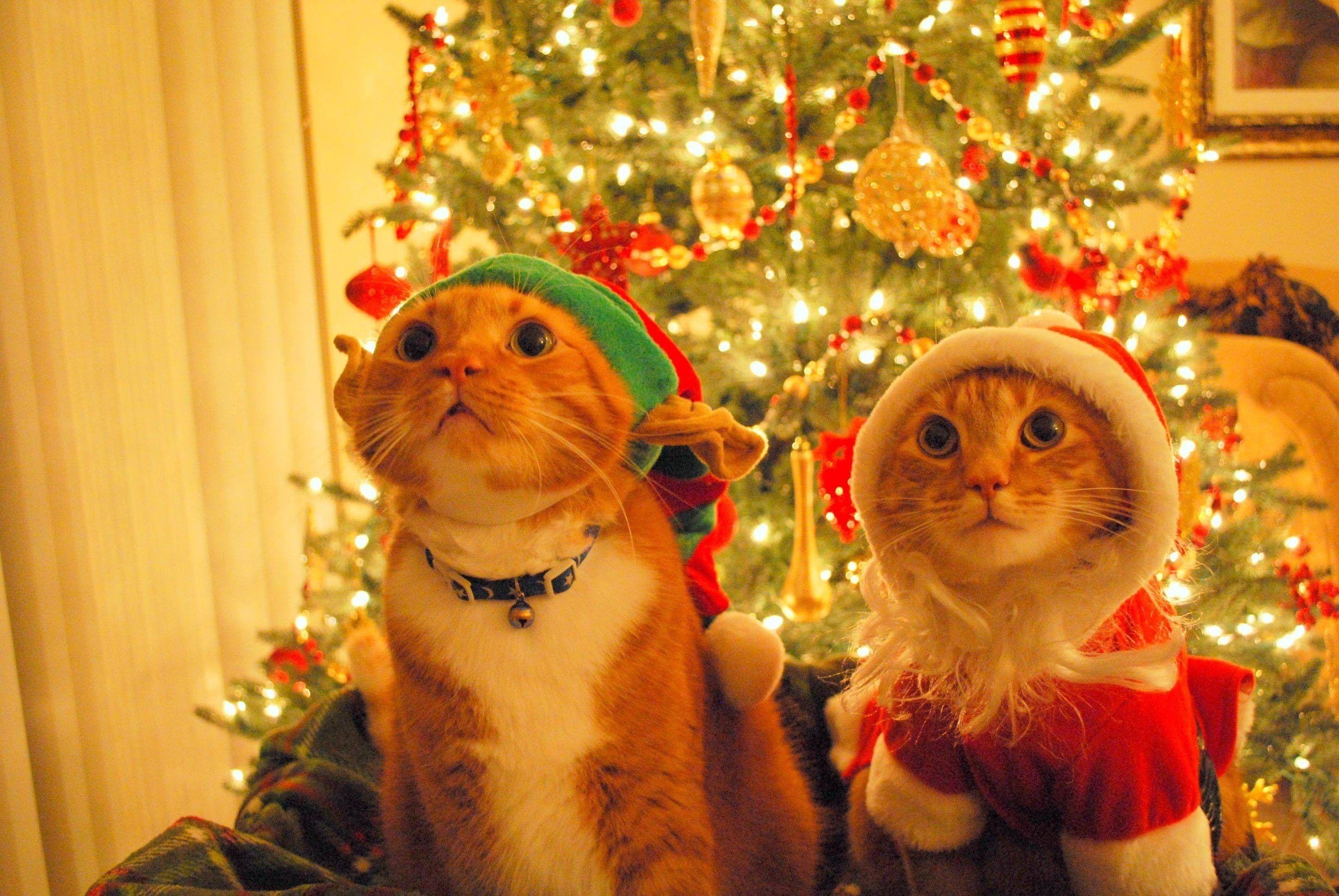 2910x1950 Christmas Cat Picture 2017. Business, Desktop