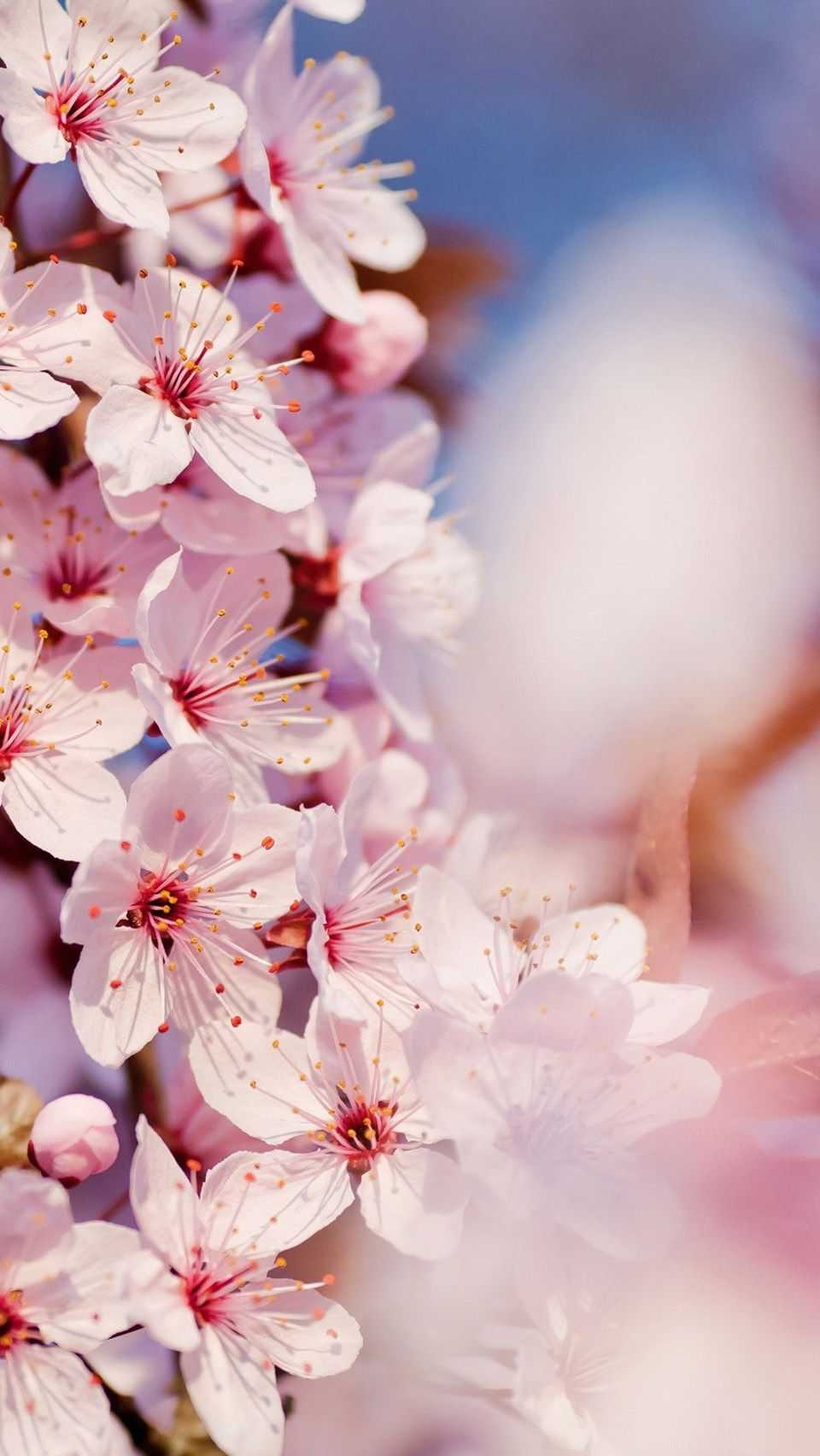 960x1710 Cherry Blossom Wallpaper, Phone