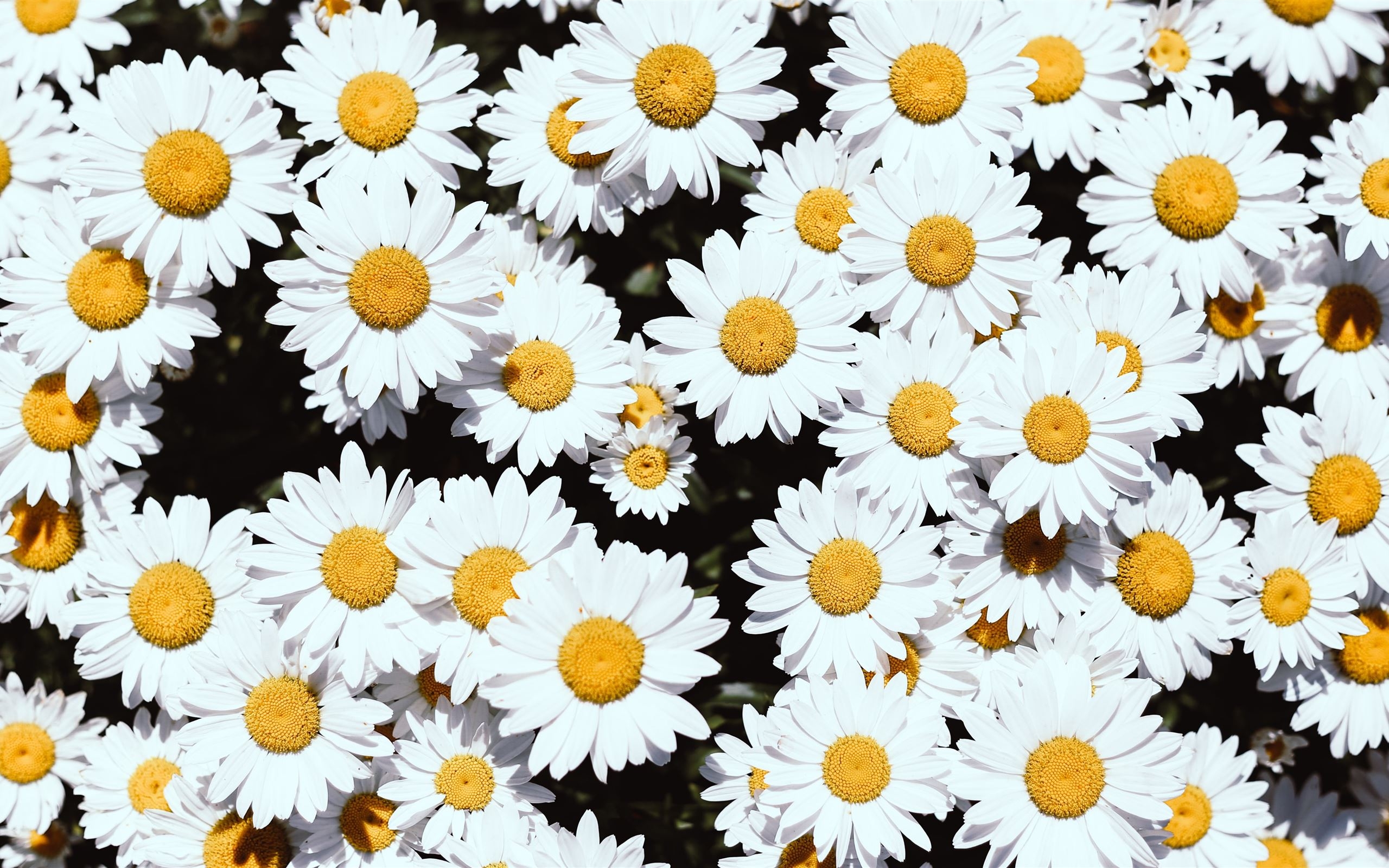 2560x1600 white Daisy flowers MacBook Air Wallpaper Download, Desktop