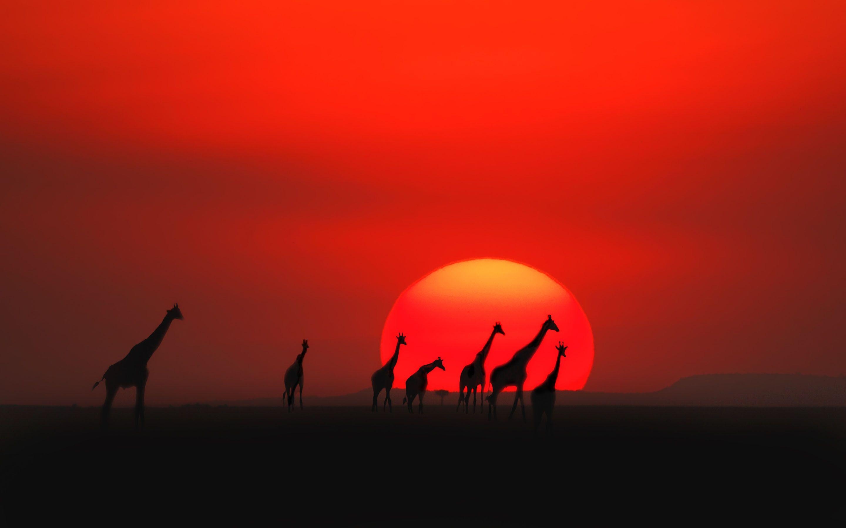 2880x1800 The top trending wallpaper of Kenya, Desktop