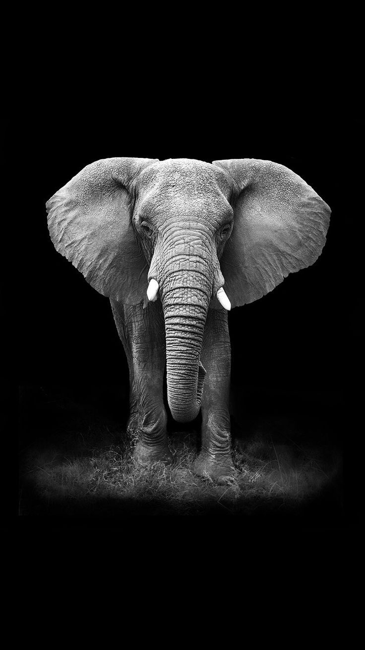 740x1310 Elephant iPhone Background, Phone