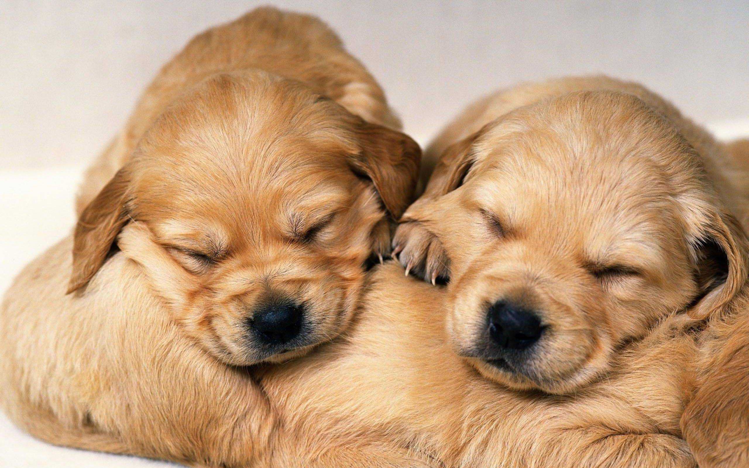 2560x1600 Collection of Cute Puppies Wallpaper on HDWallpaper, Desktop