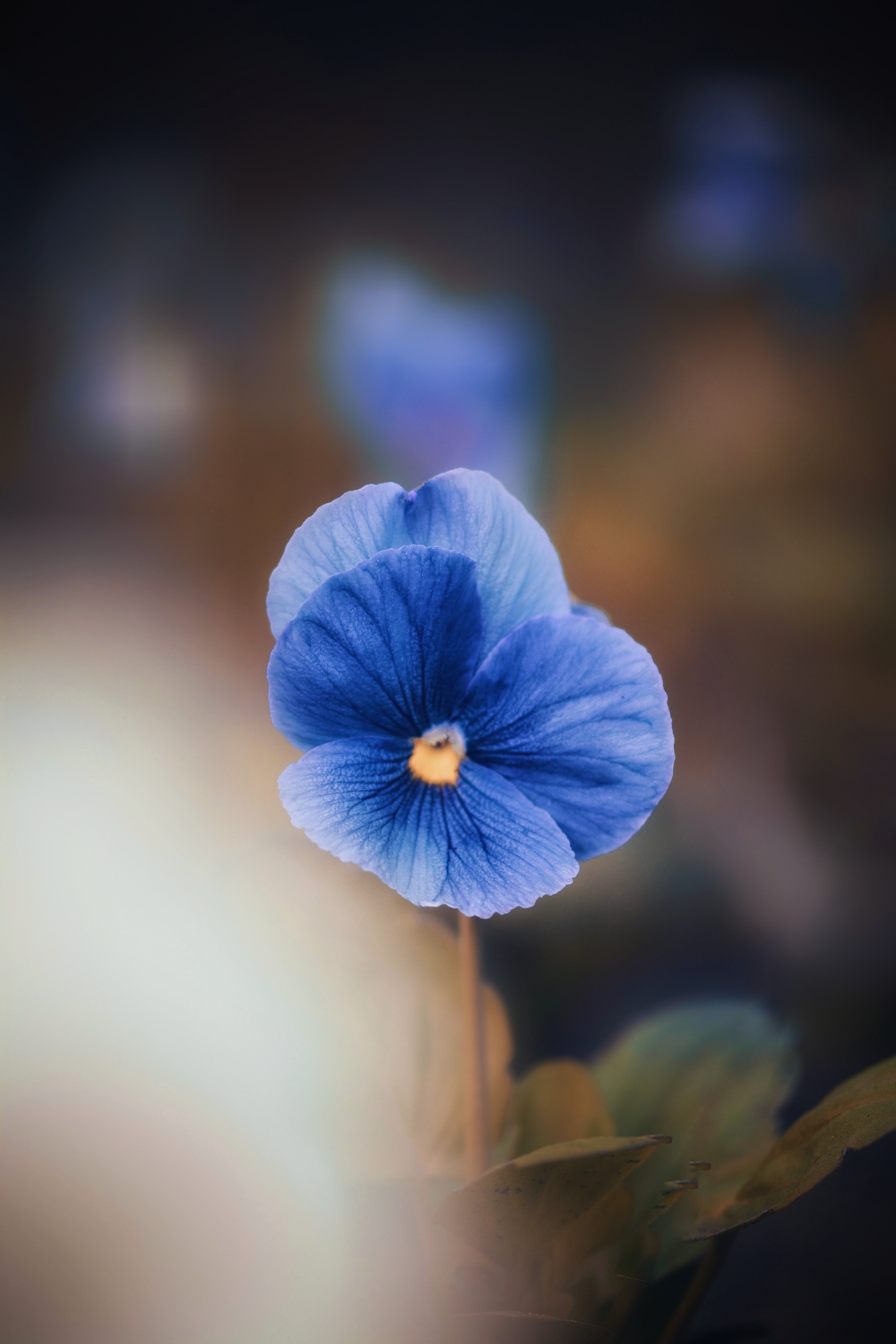 4000x6000 Blue Flower Photo, Download The BEST Free Blue Flower & HD Image, Phone