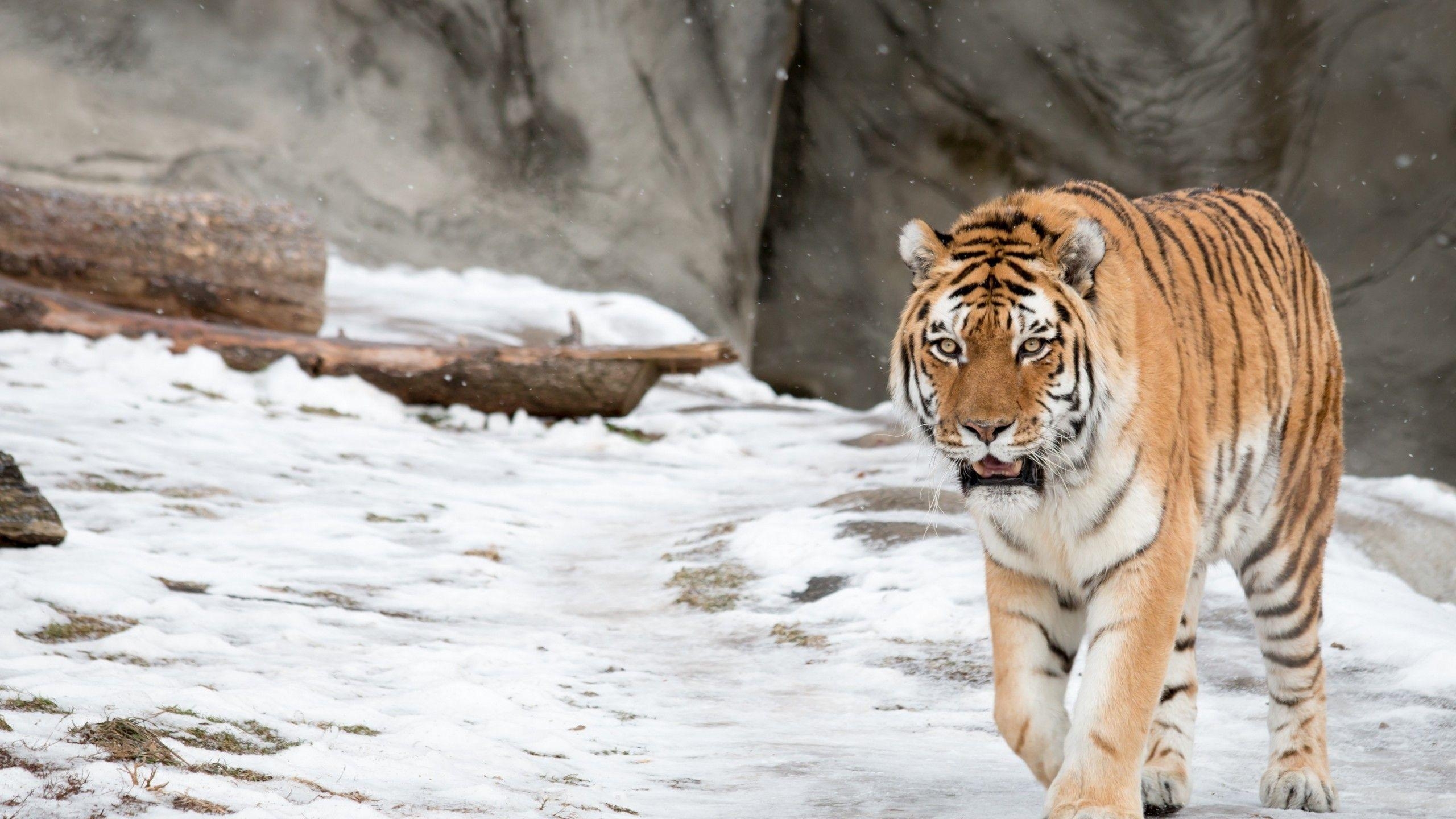 2560x1440 Wallpaper Siberian Tiger, Amur Tiger, HD, Animals, Desktop