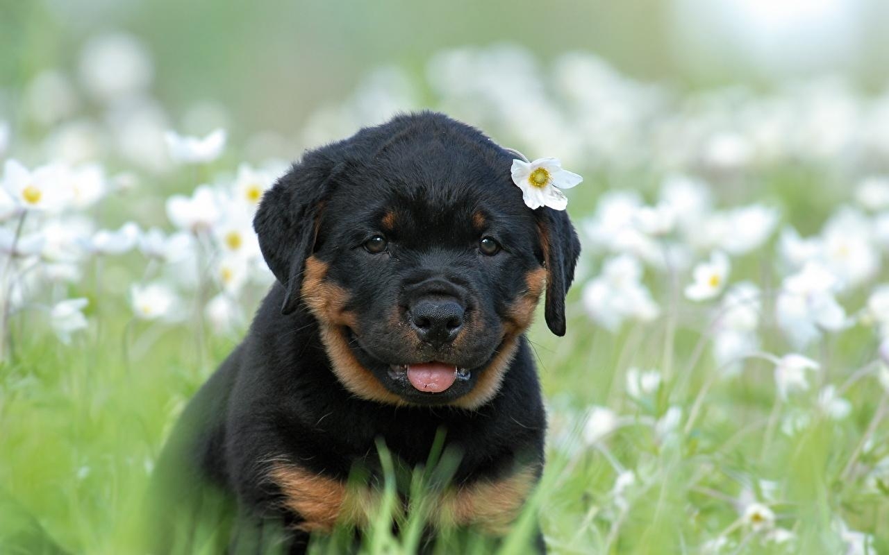 1280x800 Image Puppy Rottweiler Dogs Animals, Desktop