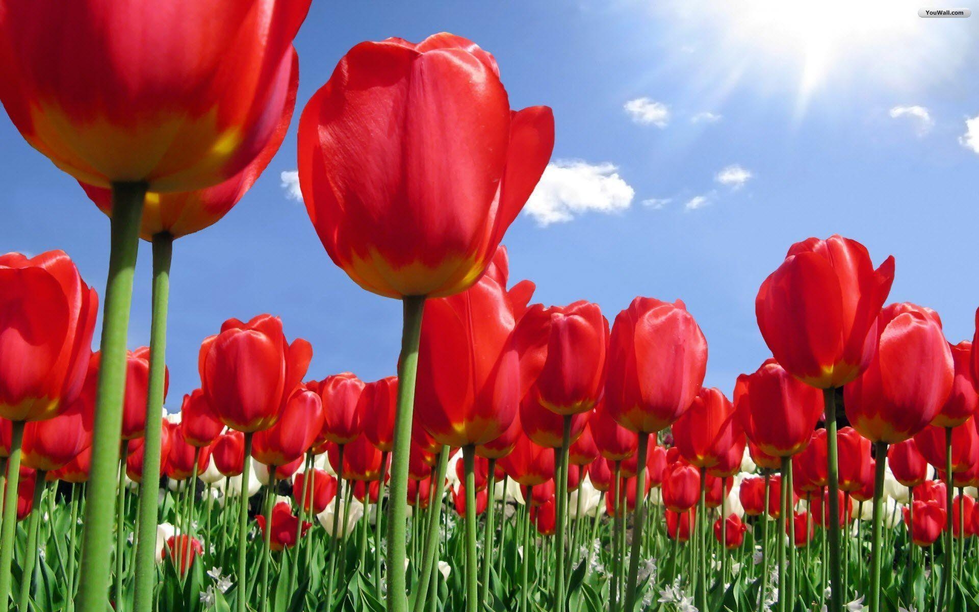 1920x1200 Red Tulip Wallpaper 1, Desktop