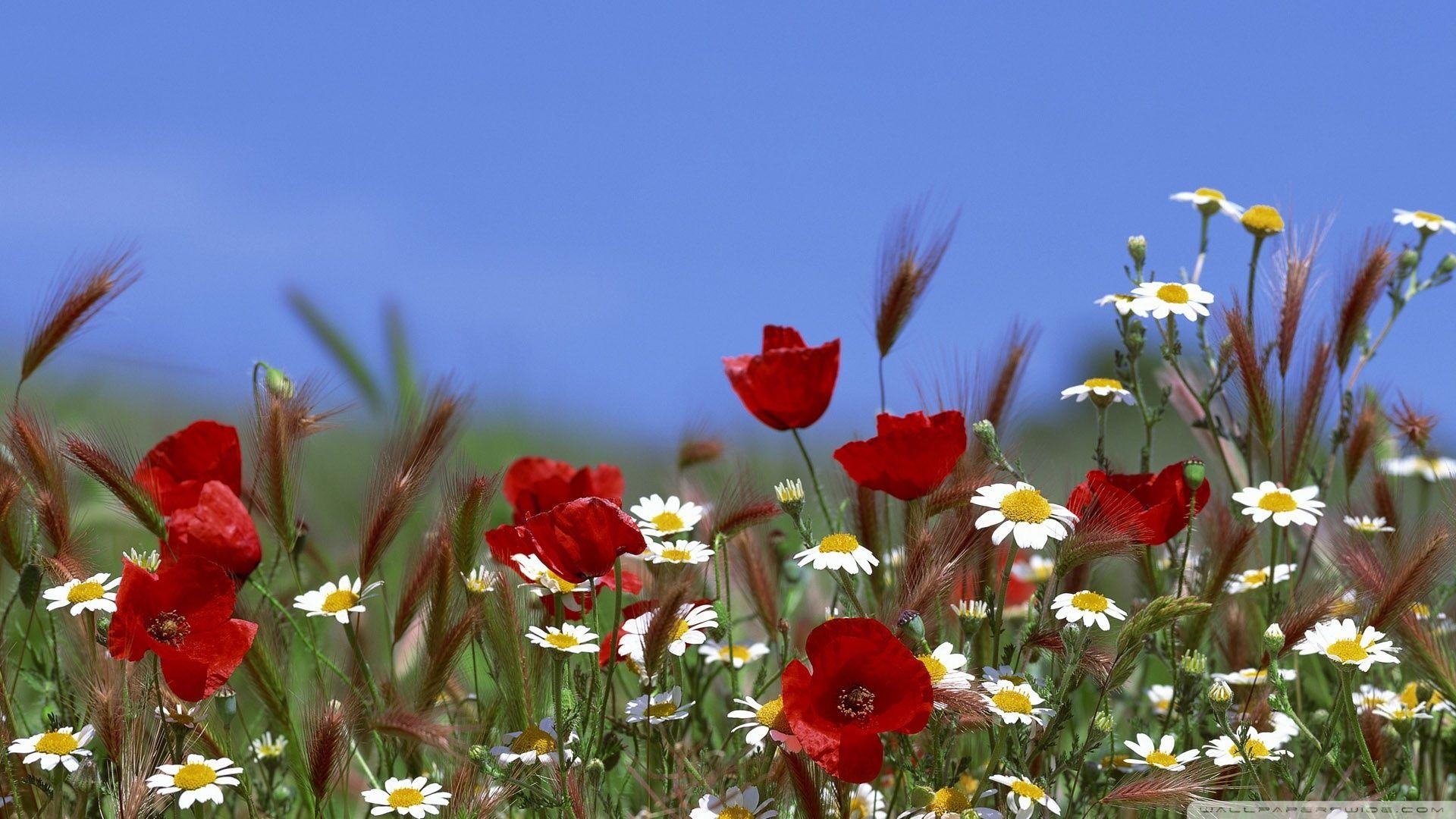 1920x1080 Field Of Flowers Summer ❤ 4K HD Desktop Wallpaper for 4K Ultra HD TV, Desktop