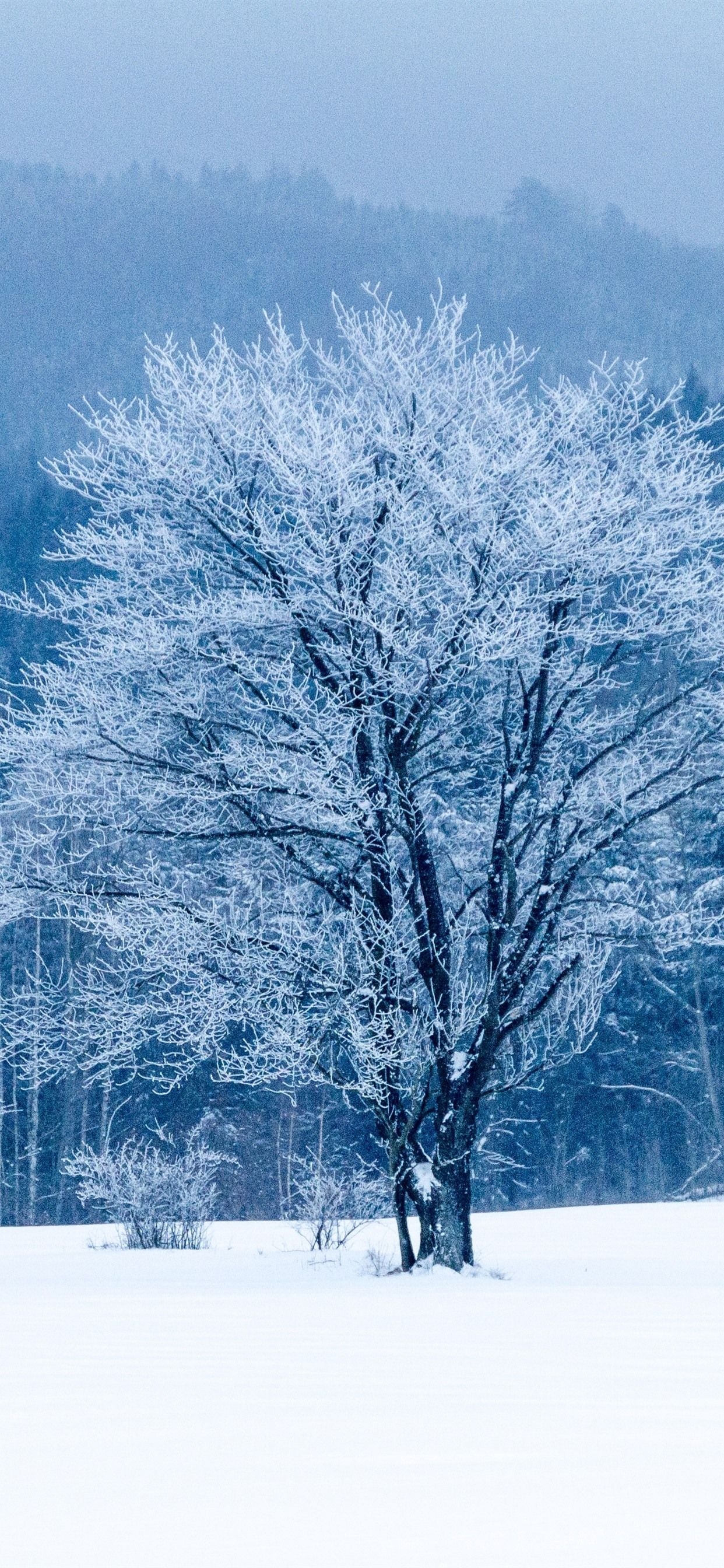 1250x2690 Winter, Snow, Trees, White World  IPhone 11 Pro XS Max Wallpaper, Background, Picture, Image, Phone