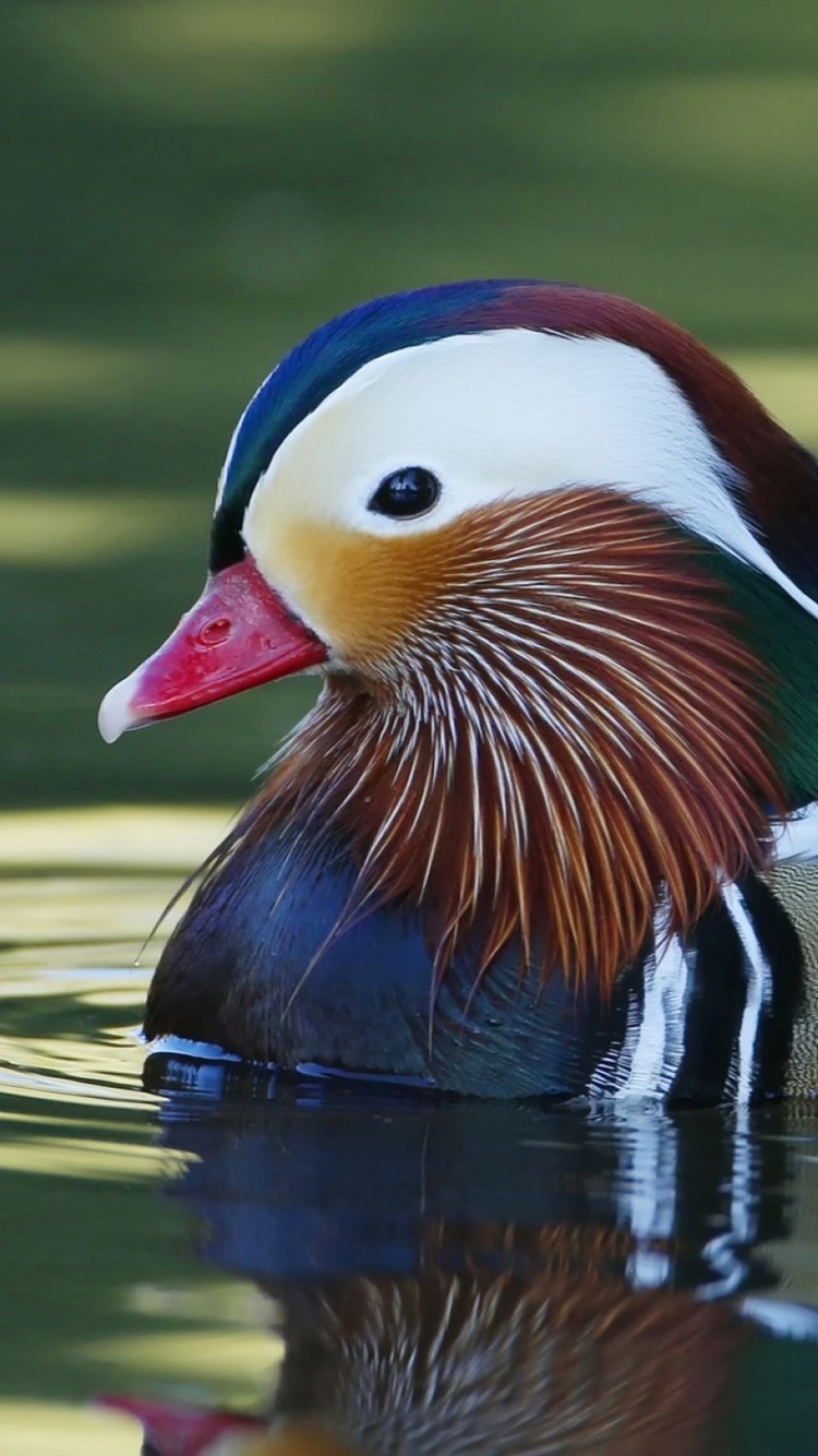 750x1340 Mandarin Duck In Water  IPhone 8 7 6 6S Wallpaper, Background, Picture, Image, Phone