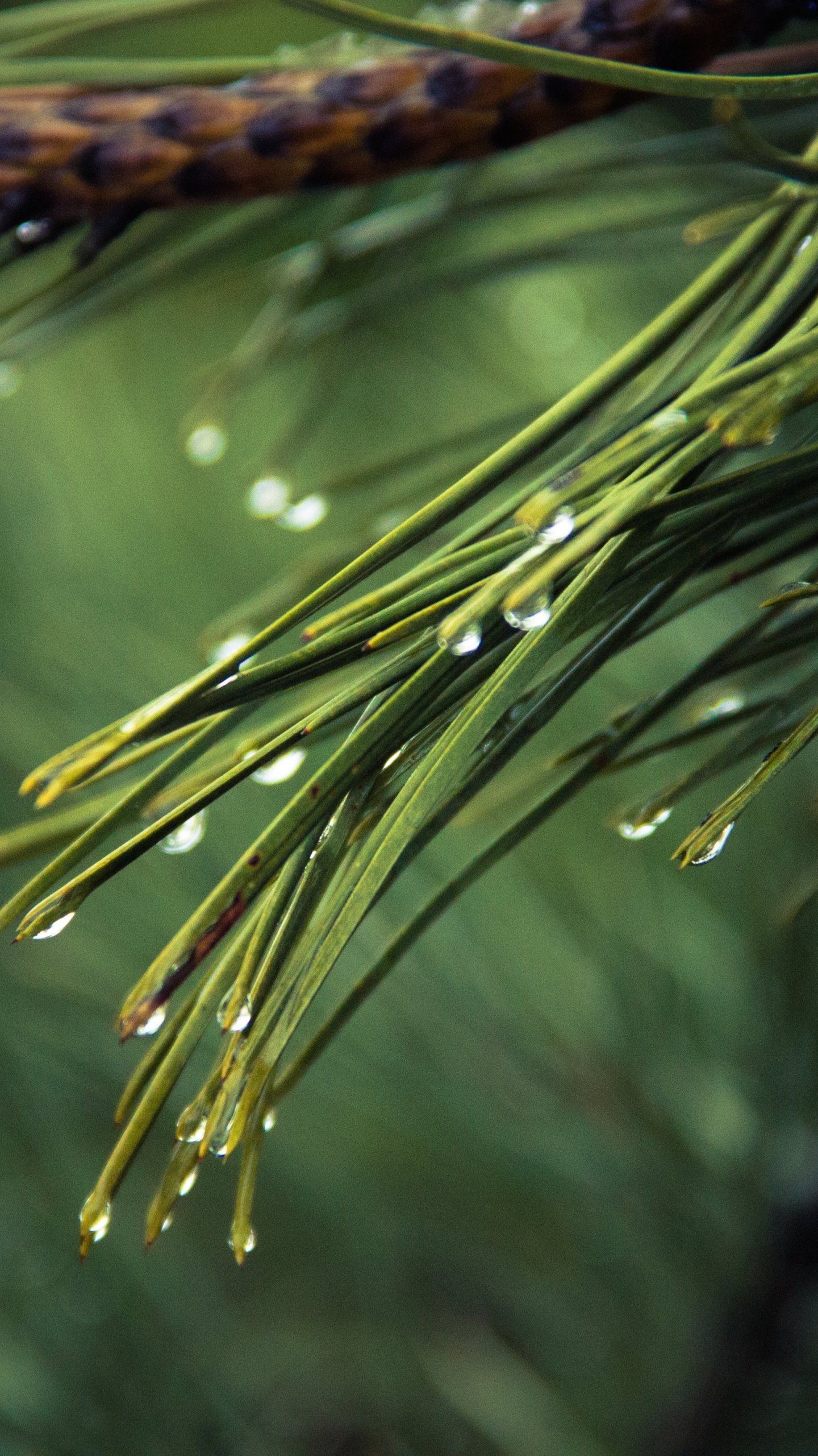 1440x2560 Dew on Pine Tree Wallpaper, Android & Desktop Background, Phone