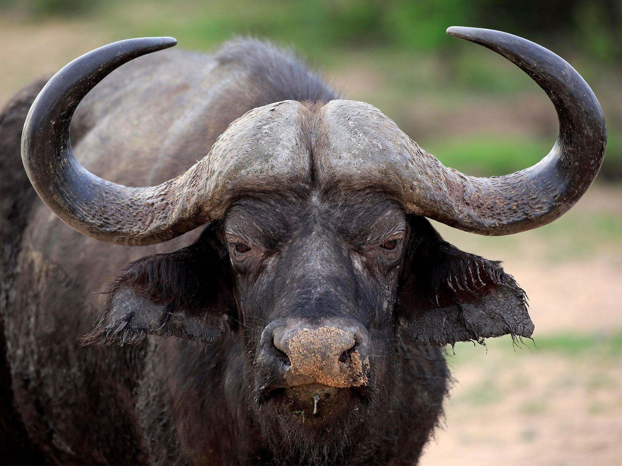 2050x1540 Buffalo Wallpaper Free Download, Desktop