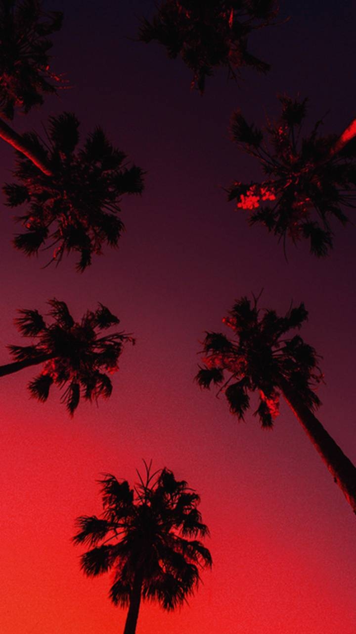 720x1280 Palm Trees wallpaper, Phone