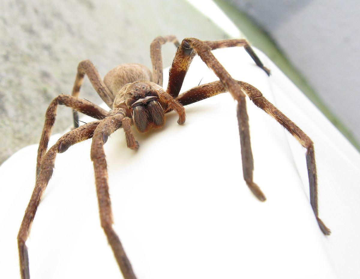 1200x940 Huntsman spider, Desktop