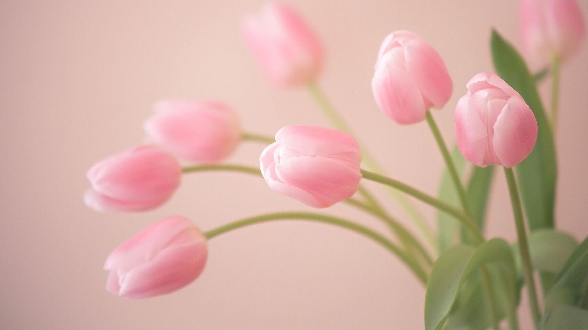 1920x1080 Tulip HD Wallpaper Free Download, Desktop