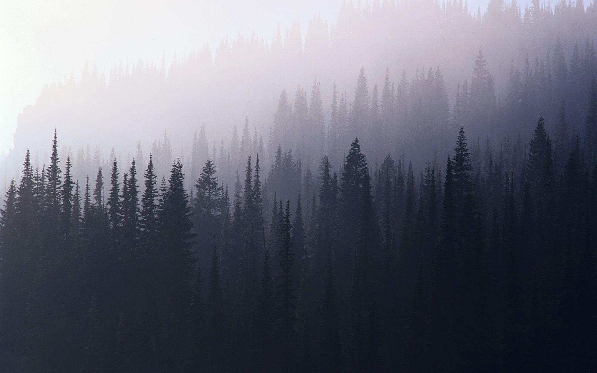 1920x1200 Foggy forest Wallpaper, Desktop