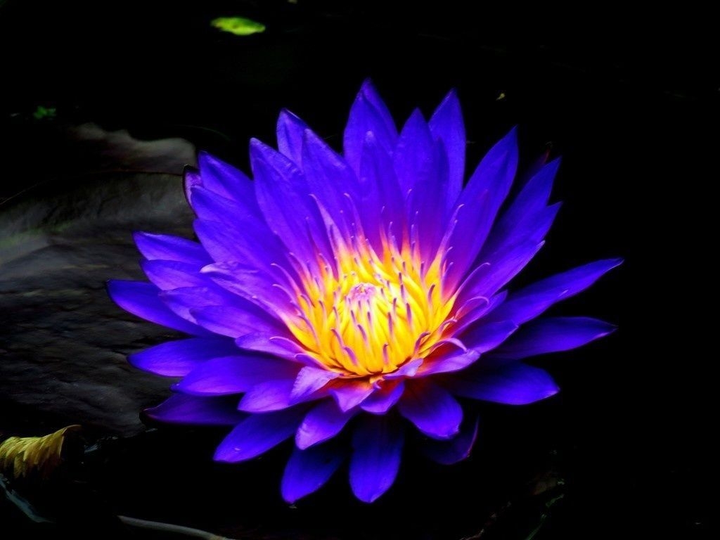 1030x770 Blue water lily, bloom, flower, 4k wallpaper, Desktop