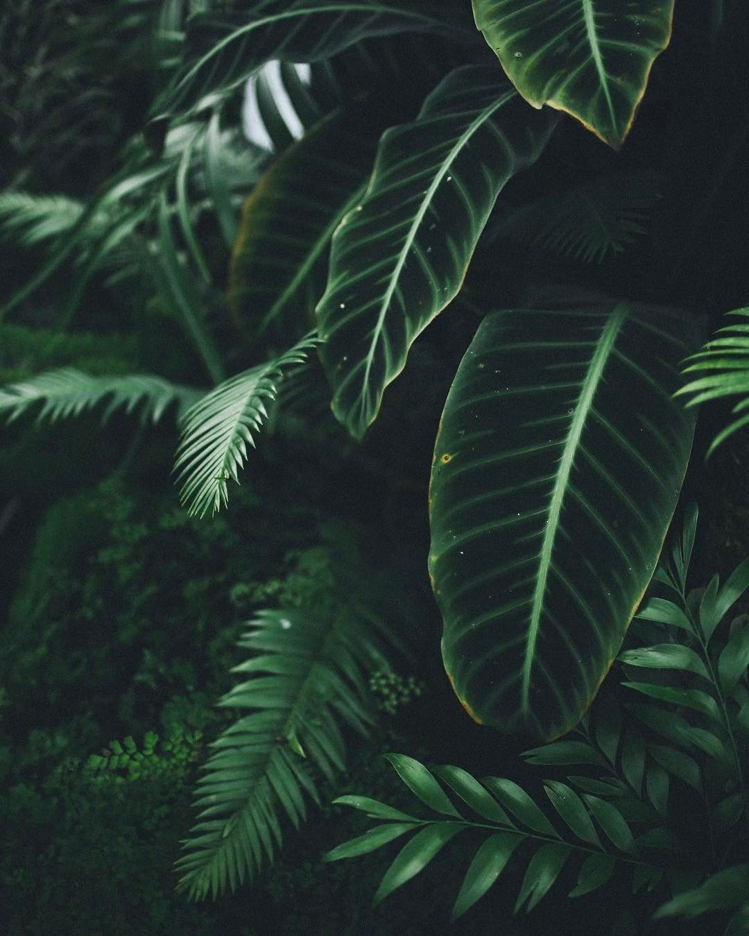 1080x1350 Plants Aesthetic PC Wallpaper, Phone