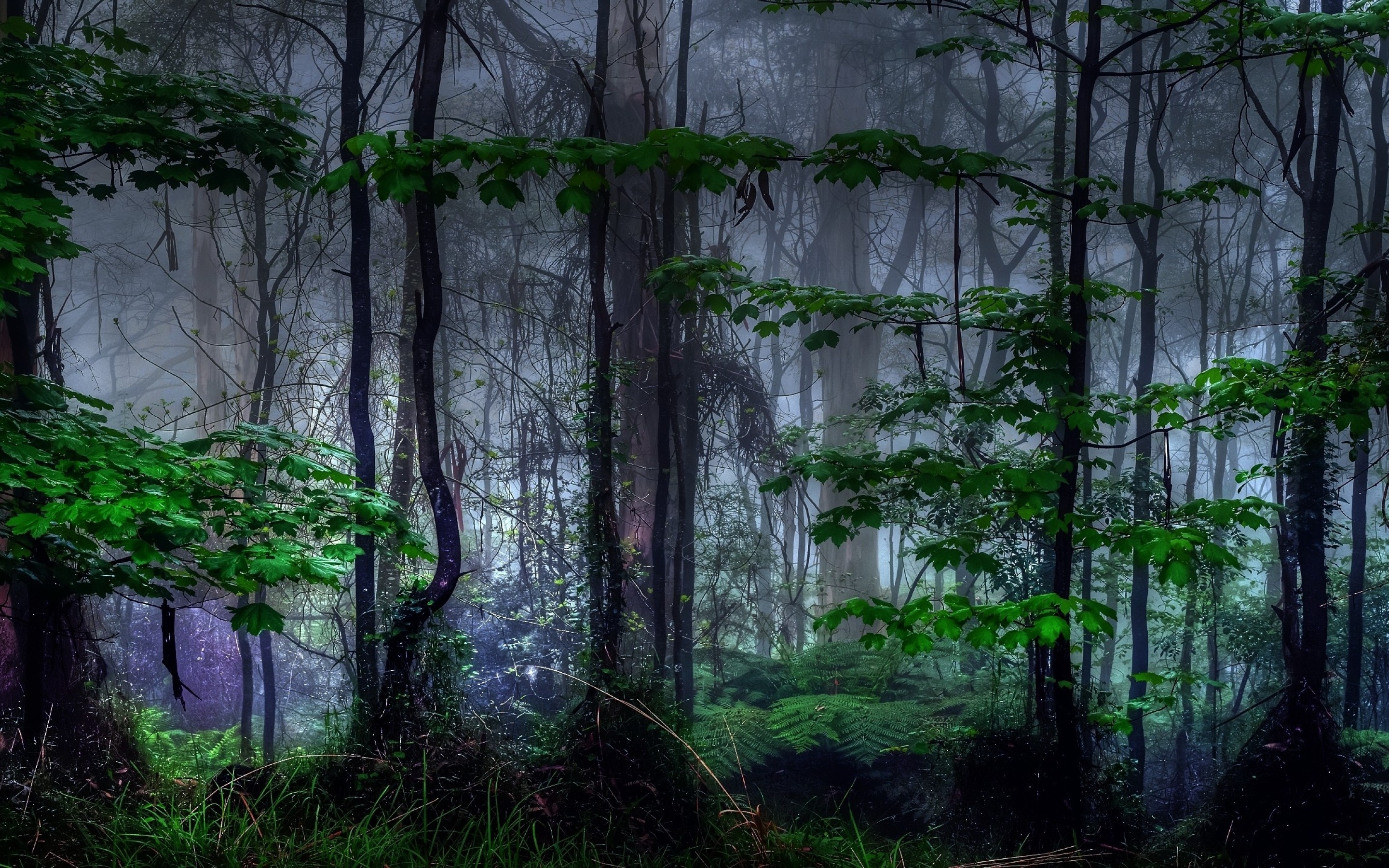 2880x1800 Download  Forest, Dark, Trees, Foliage, Mist Wallpaper, Desktop