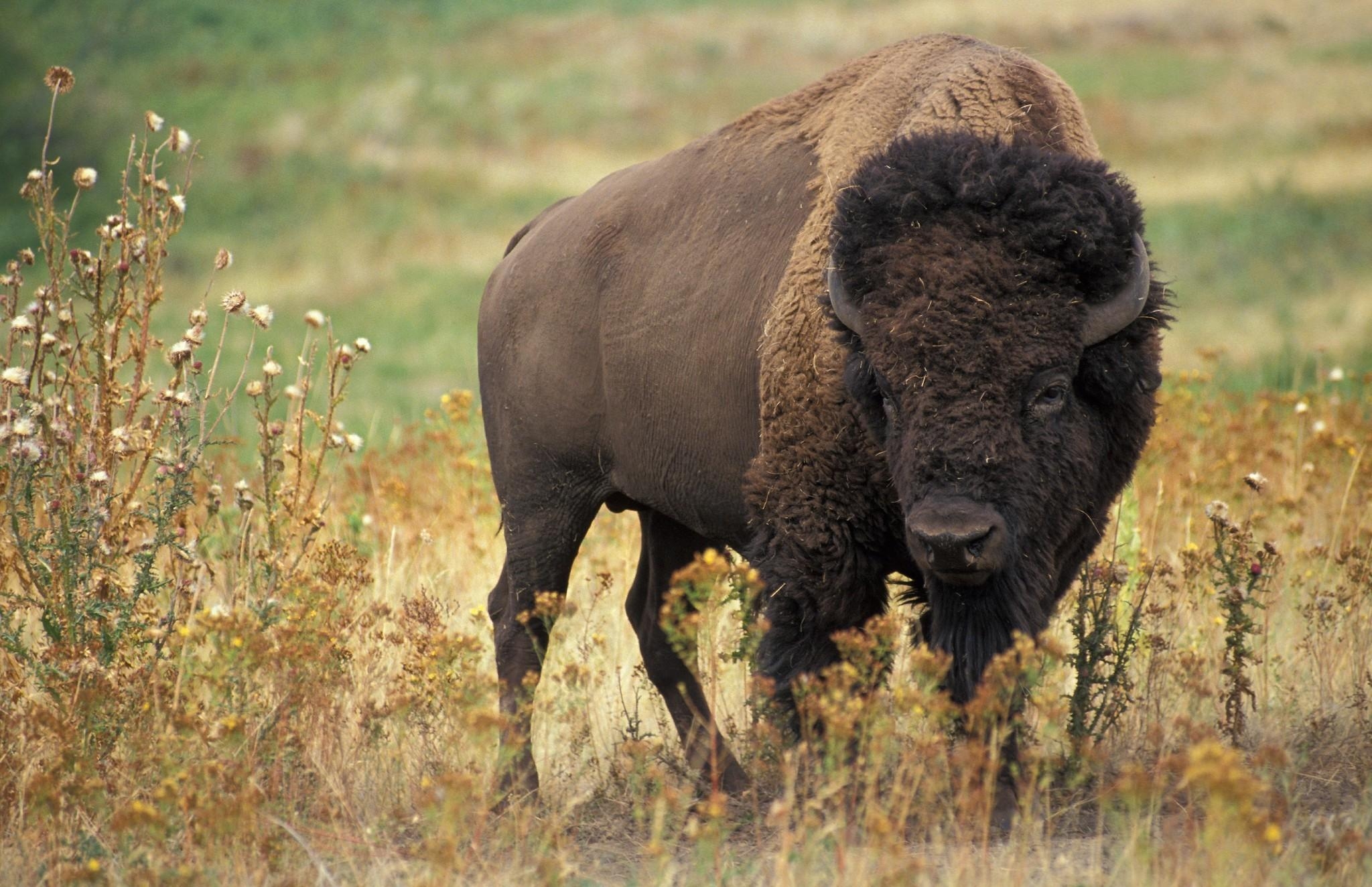 2050x1330 Download  American Bison, Field, Horns, Buffalo Wallpaper, Desktop