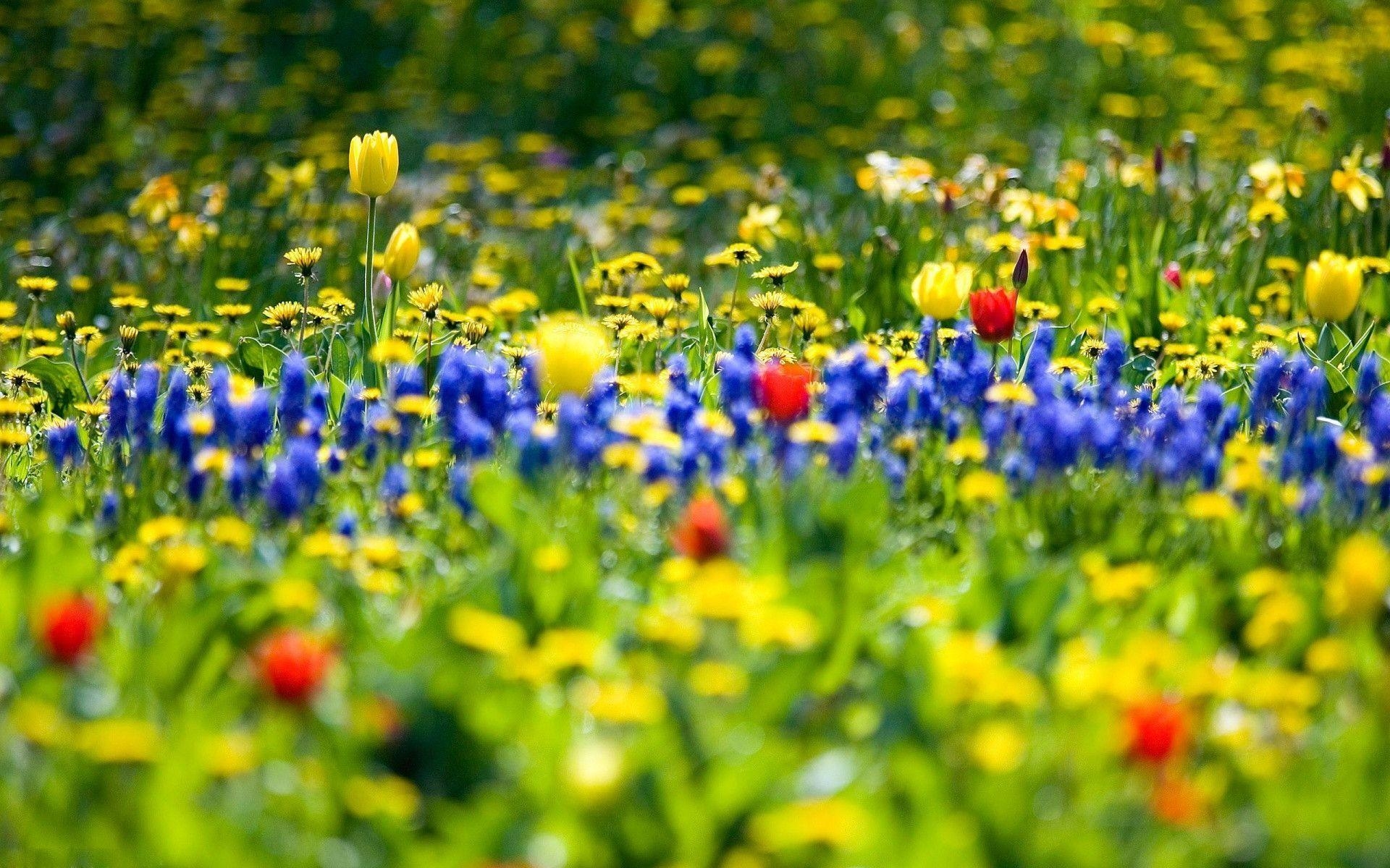 1920x1200 Spring Meadow desktop wallpaper, Desktop