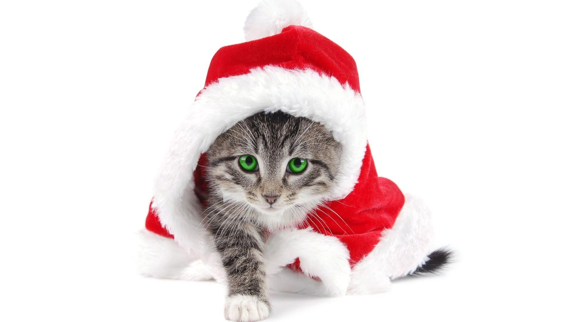 1920x1080 Free Desktop wallpaper for Cat lovers, Free Christmas Wallpapaer, Desktop