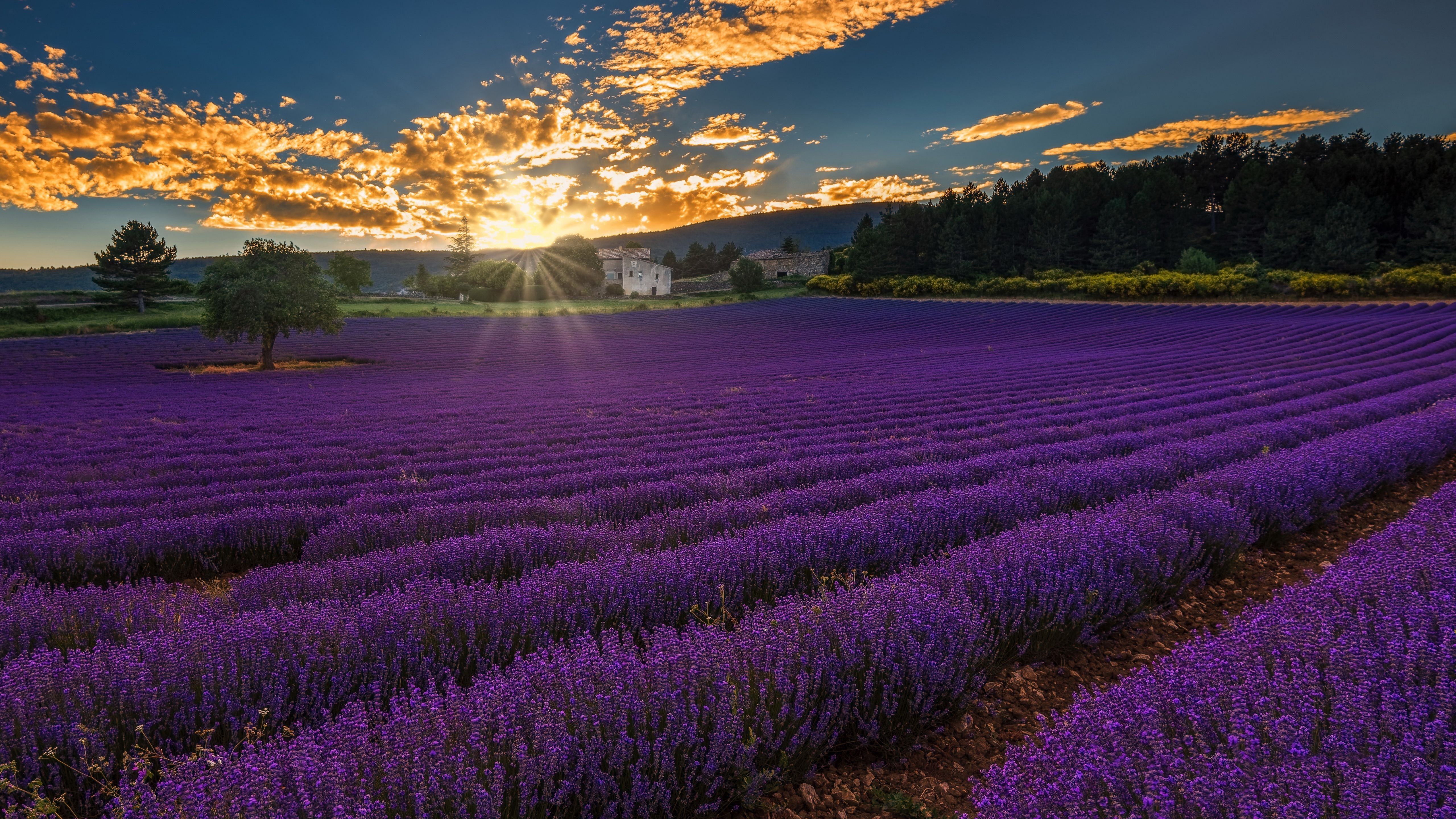 5120x2880 Lavender 4K, Desktop