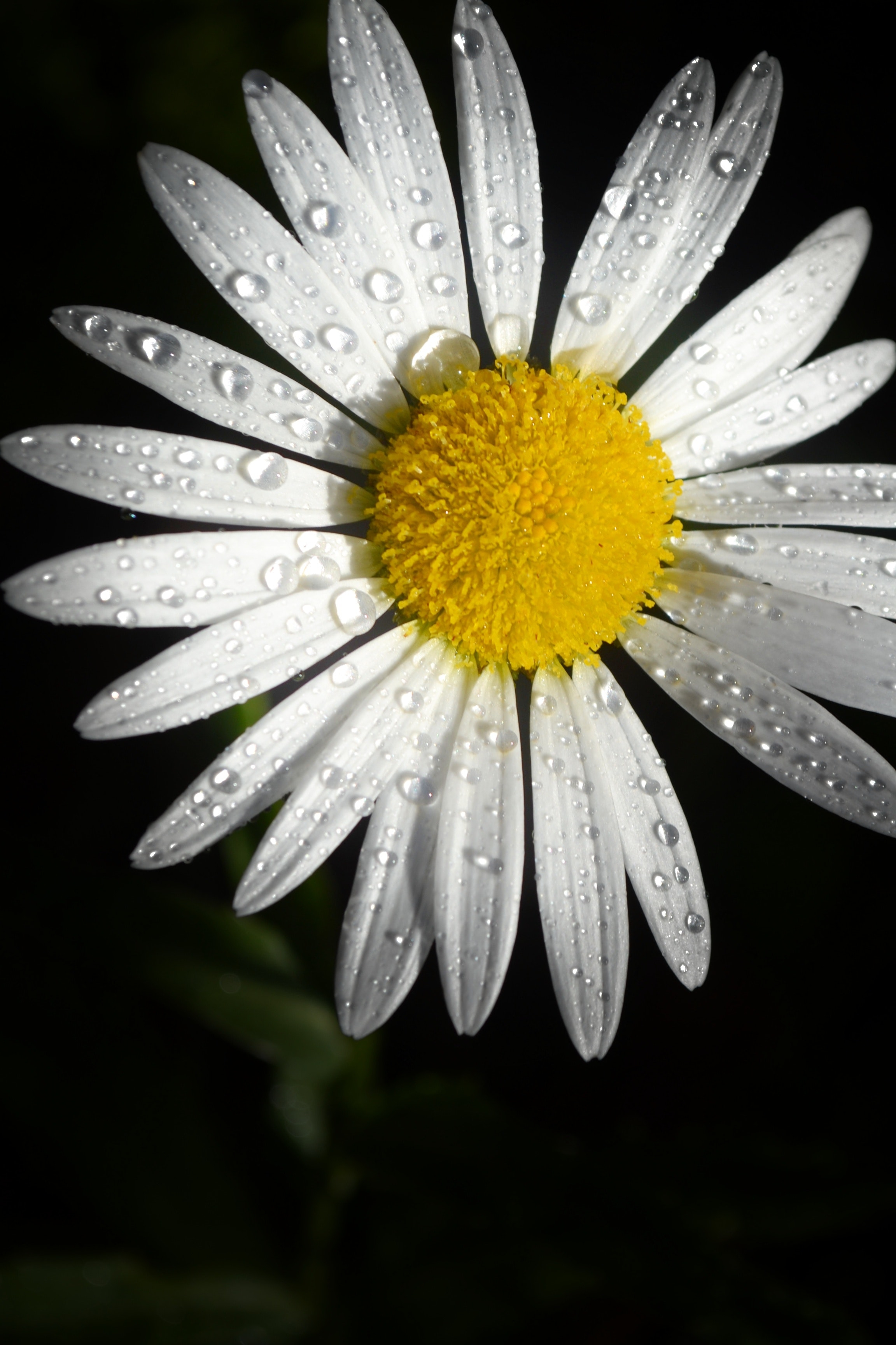 2310x3460 Daisy Flower · Free, Phone