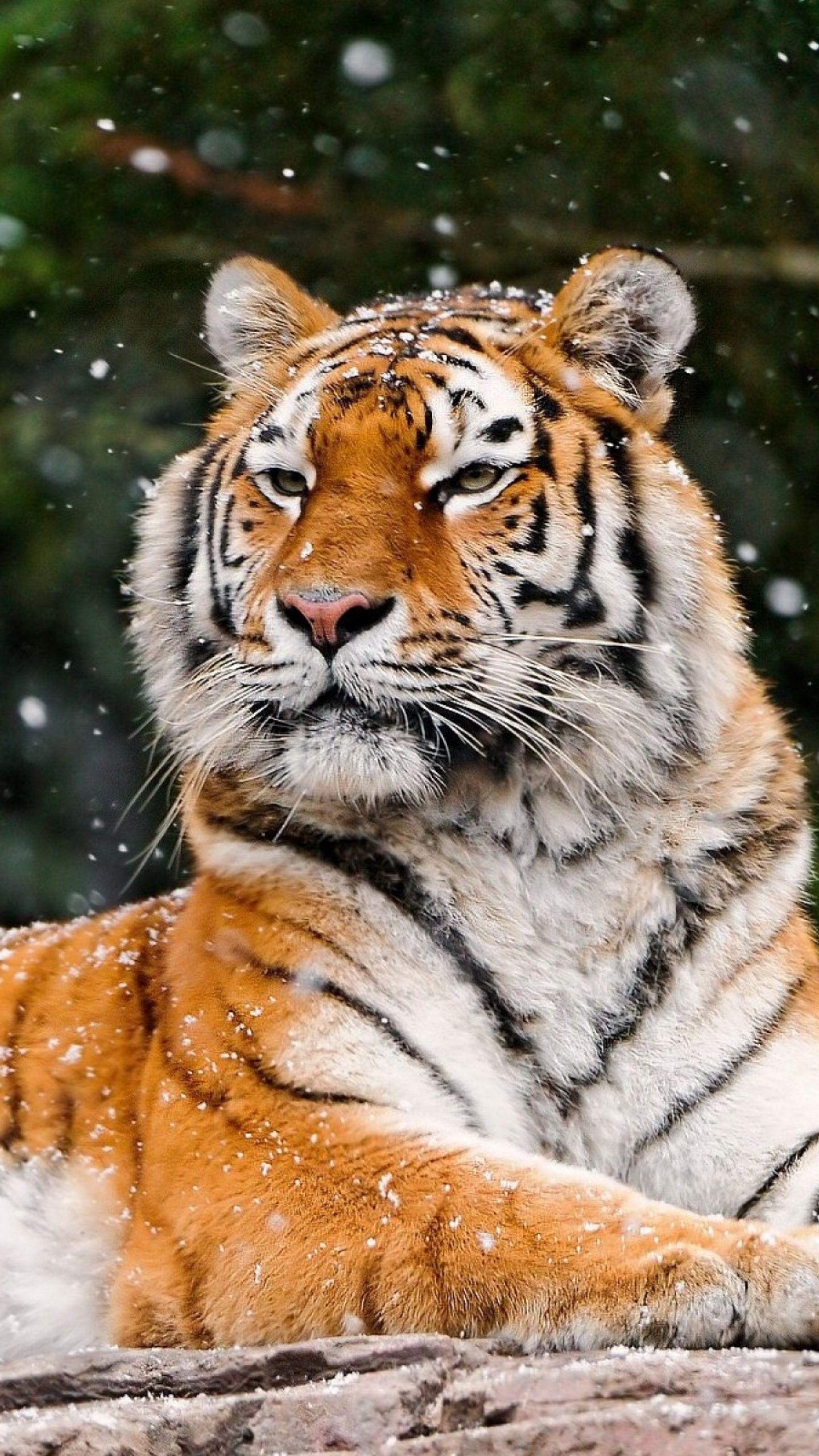 1440x2560 Download Wallpaper  Tiger, Snow, Lying, Animal QHD, Phone