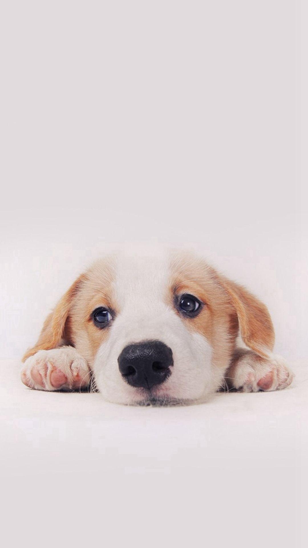 1080x1920 Dog iPhone Wallpaper Free Dog iPhone Background, Phone